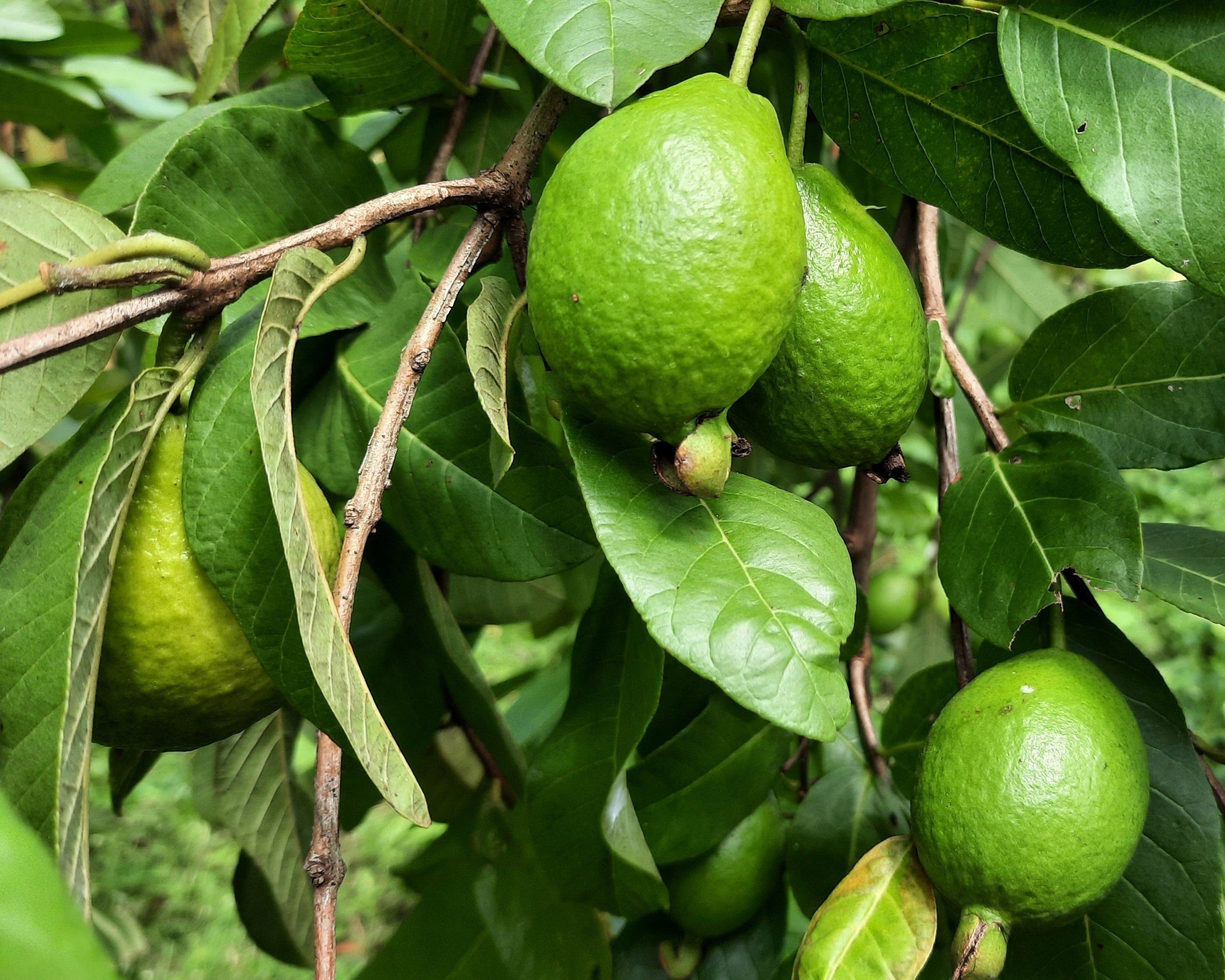 1000 BULK GUAVA Fruit Tree Shrub Psidium Guajava White Flowers Fruit Seeds