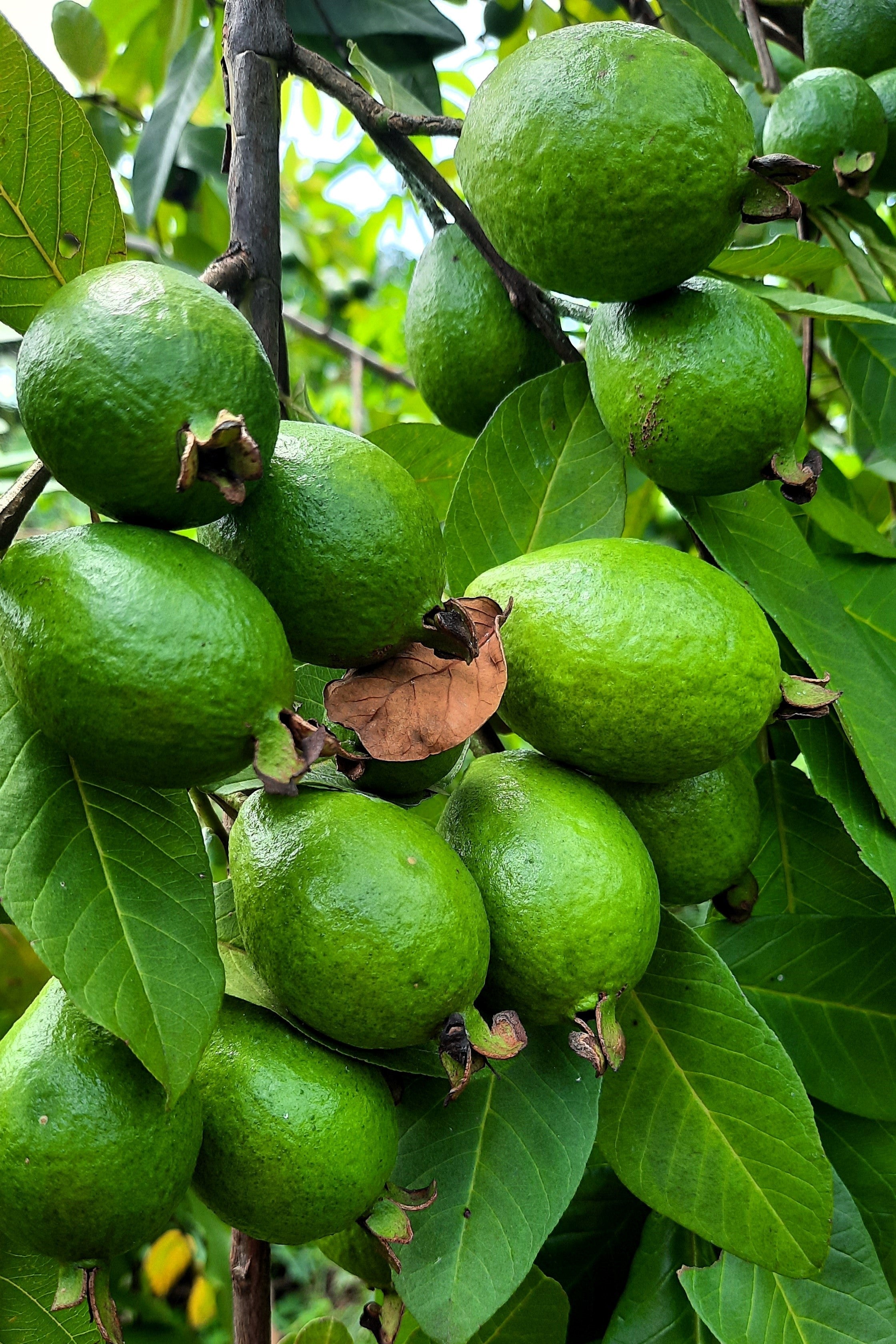 1000 BULK GUAVA Fruit Tree Shrub Psidium Guajava White Flowers Fruit Seeds