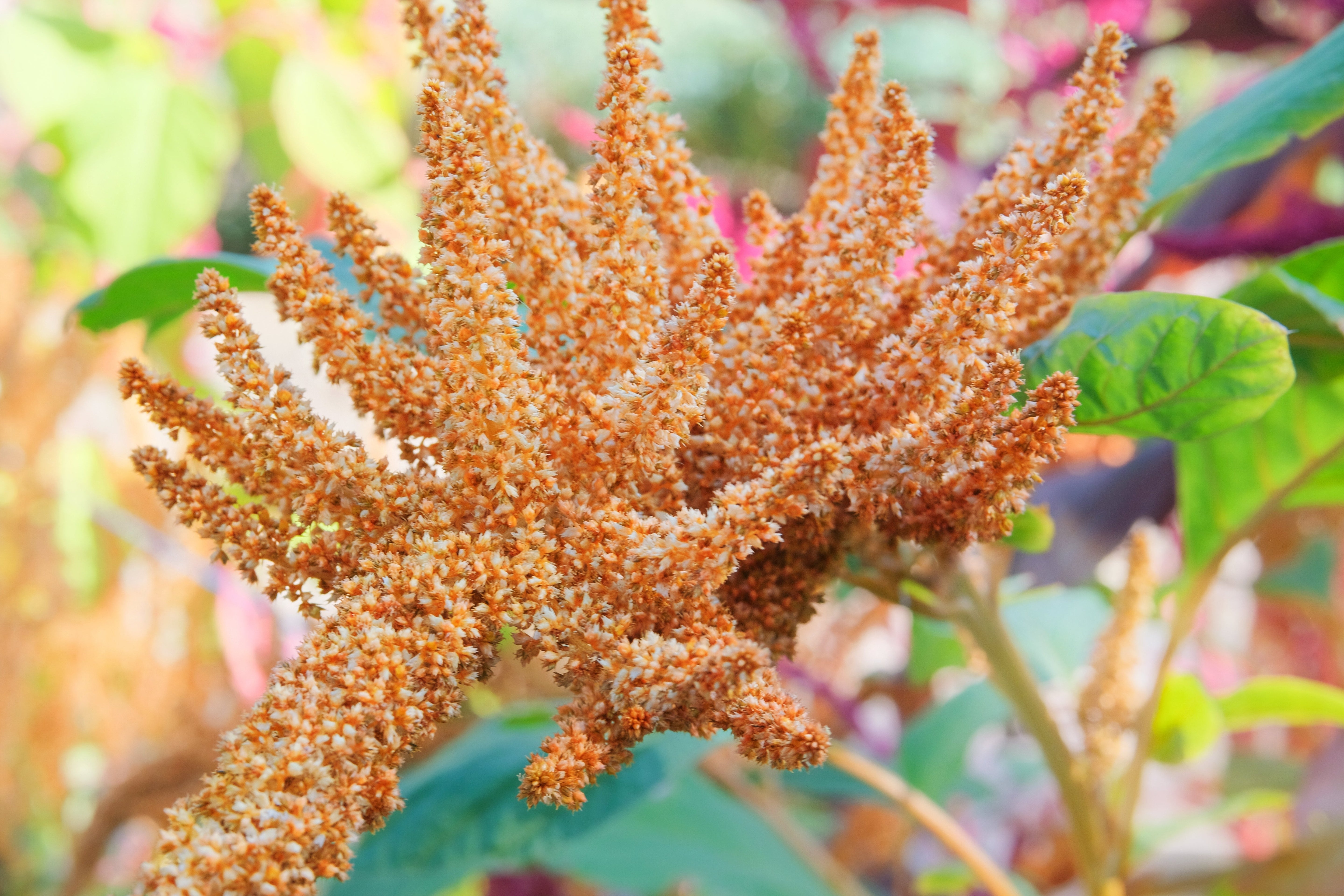 100 Pastel AUTUMNS TOUCH AMARANTHUS Cruentus Bronze Coral Apricot Flower Seeds