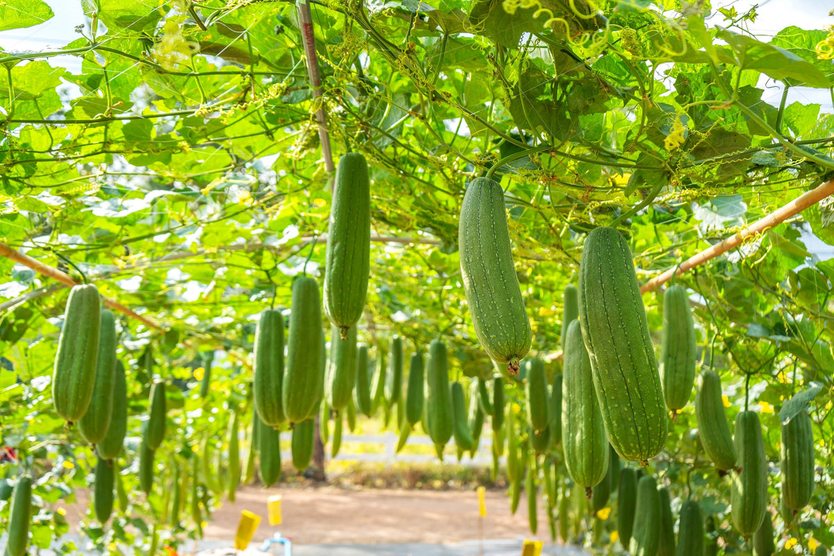 25 LUFFA SPONGE GOURD (Vegetable Sponge / Smooth Luffa / Sponge Loofa / Climbing Okra / Dishrag Gourd) Luffa Cylindrica Vine Seeds