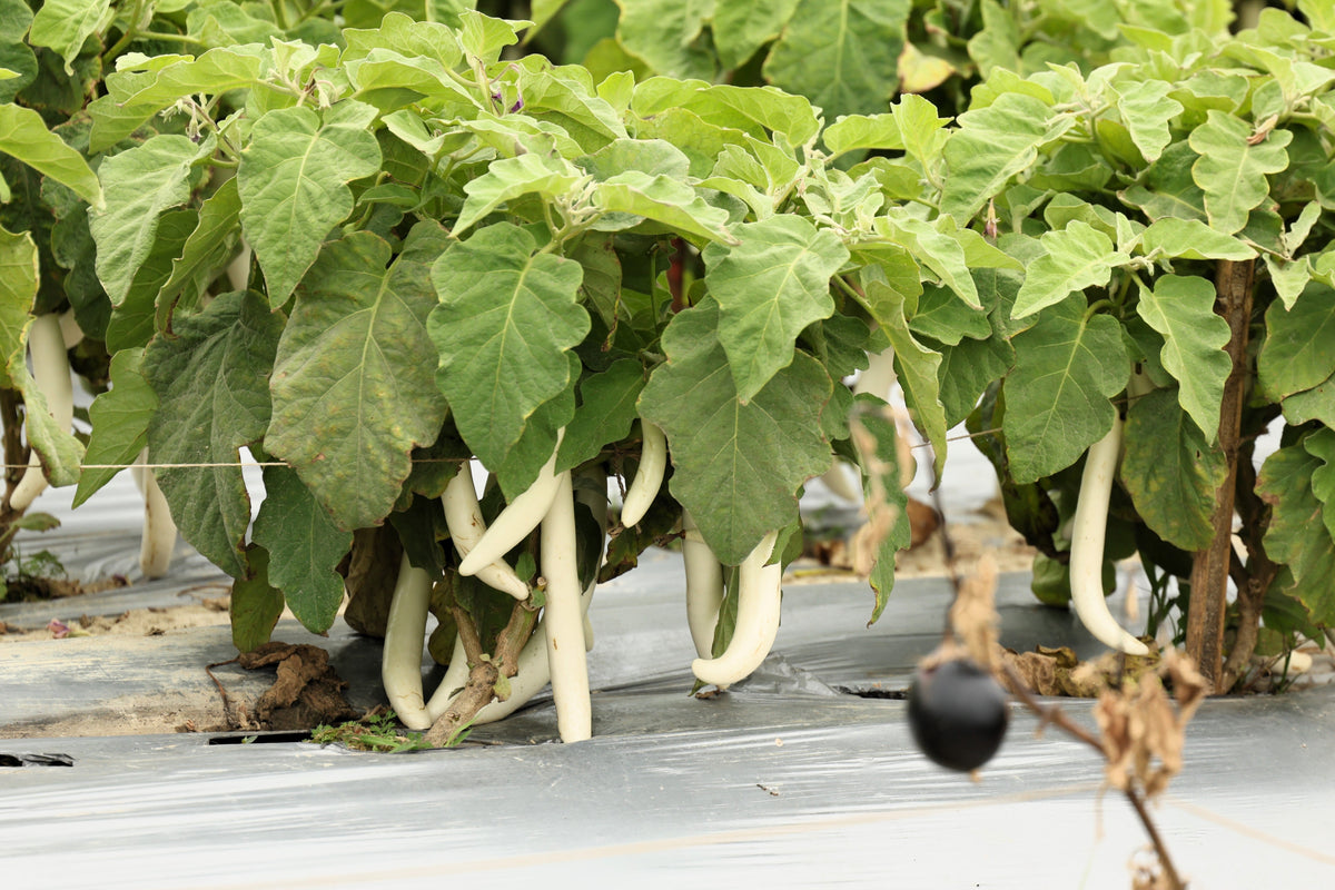 40 White Star FINGER FRUIT EGGPLANT Solanum Melongena Aubergine Fruit Vegetable Seeds