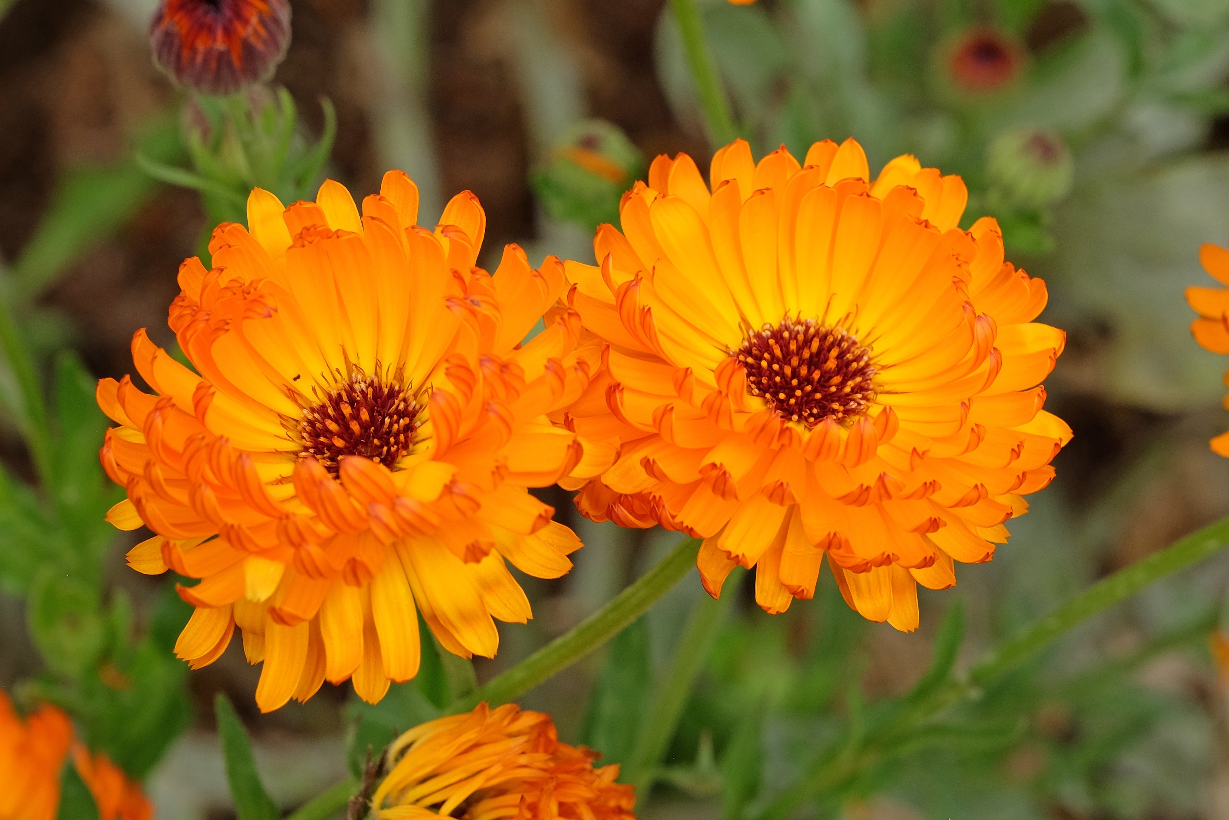 500 PACIFIC Beauty ORANGE MARIGOLD Calendula Officinalis Flower Seeds