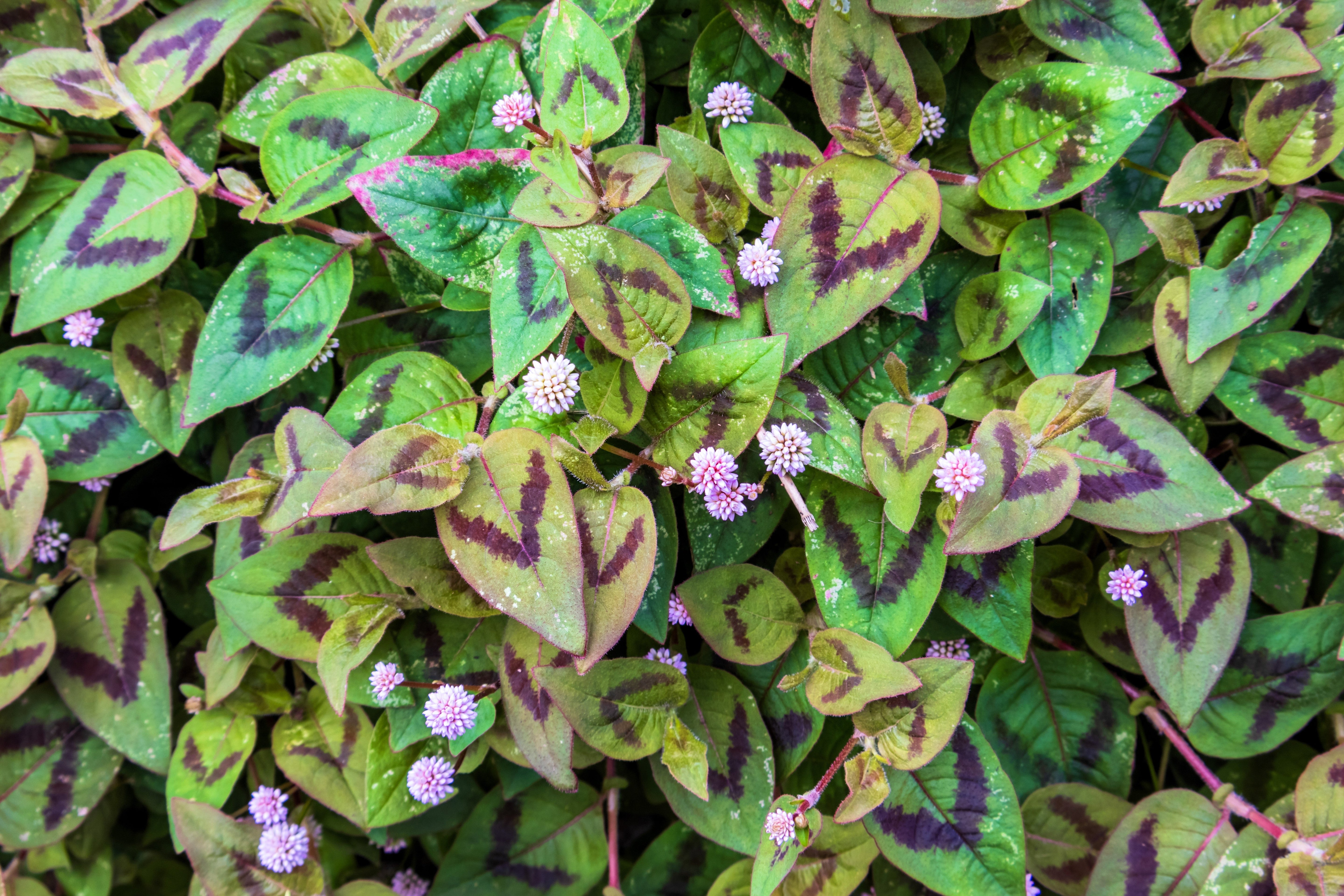 20 PUNCHING BALLS Pink Buttons Persicaria Capitata Polygonum Flower Seeds