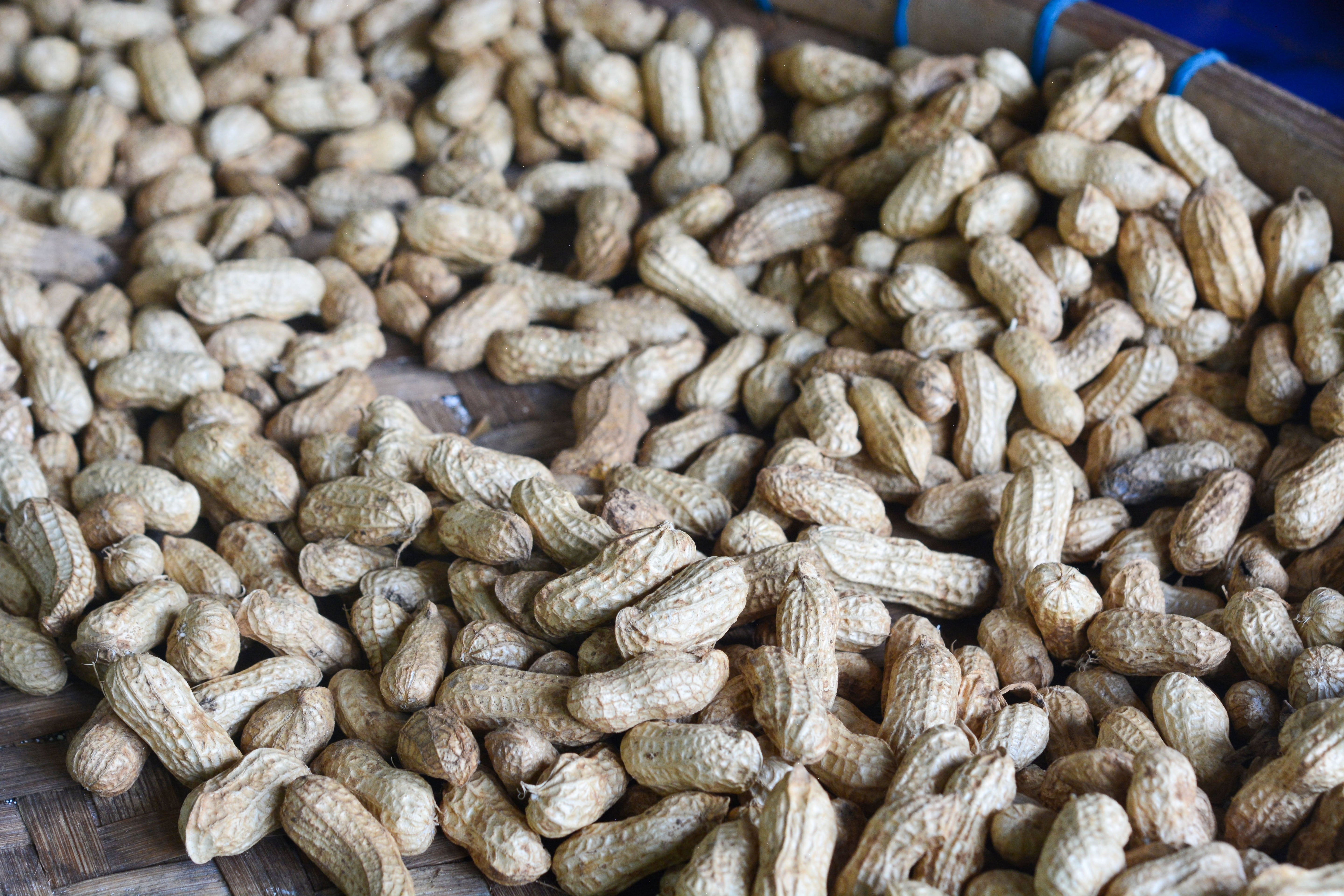 25 Seeds BAILEY II Virginia PEANUT Arachis Hypogaea Perennial Nut Plant