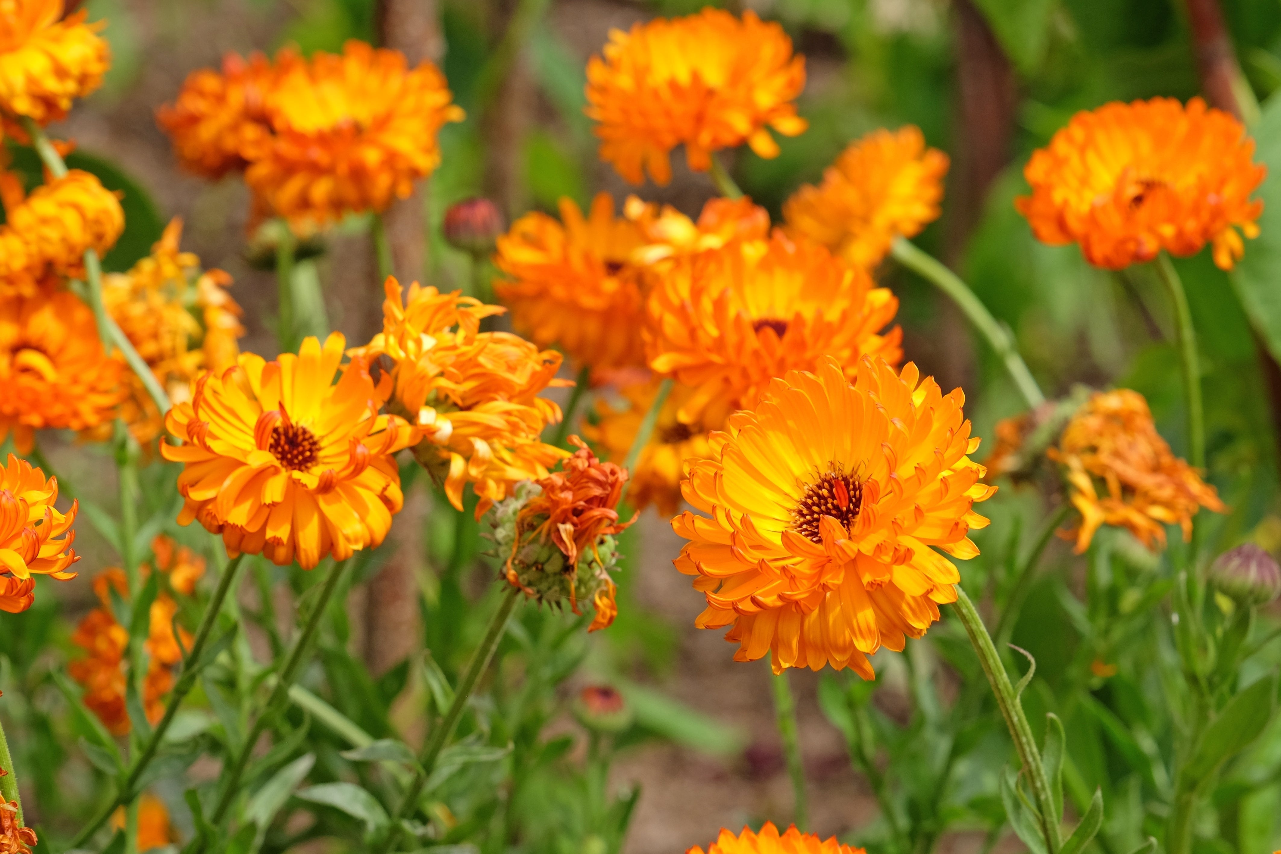 500 PACIFIC Beauty ORANGE MARIGOLD Calendula Officinalis Flower Seeds