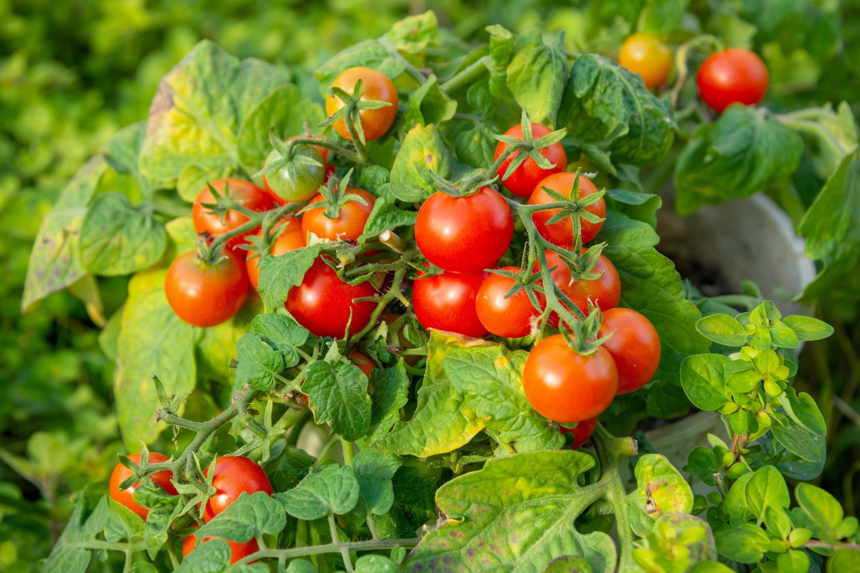 500 BULK Dwarf Cherry TOMATO TINY TIM Solanum Lycoperscium Red Fruit Seeds