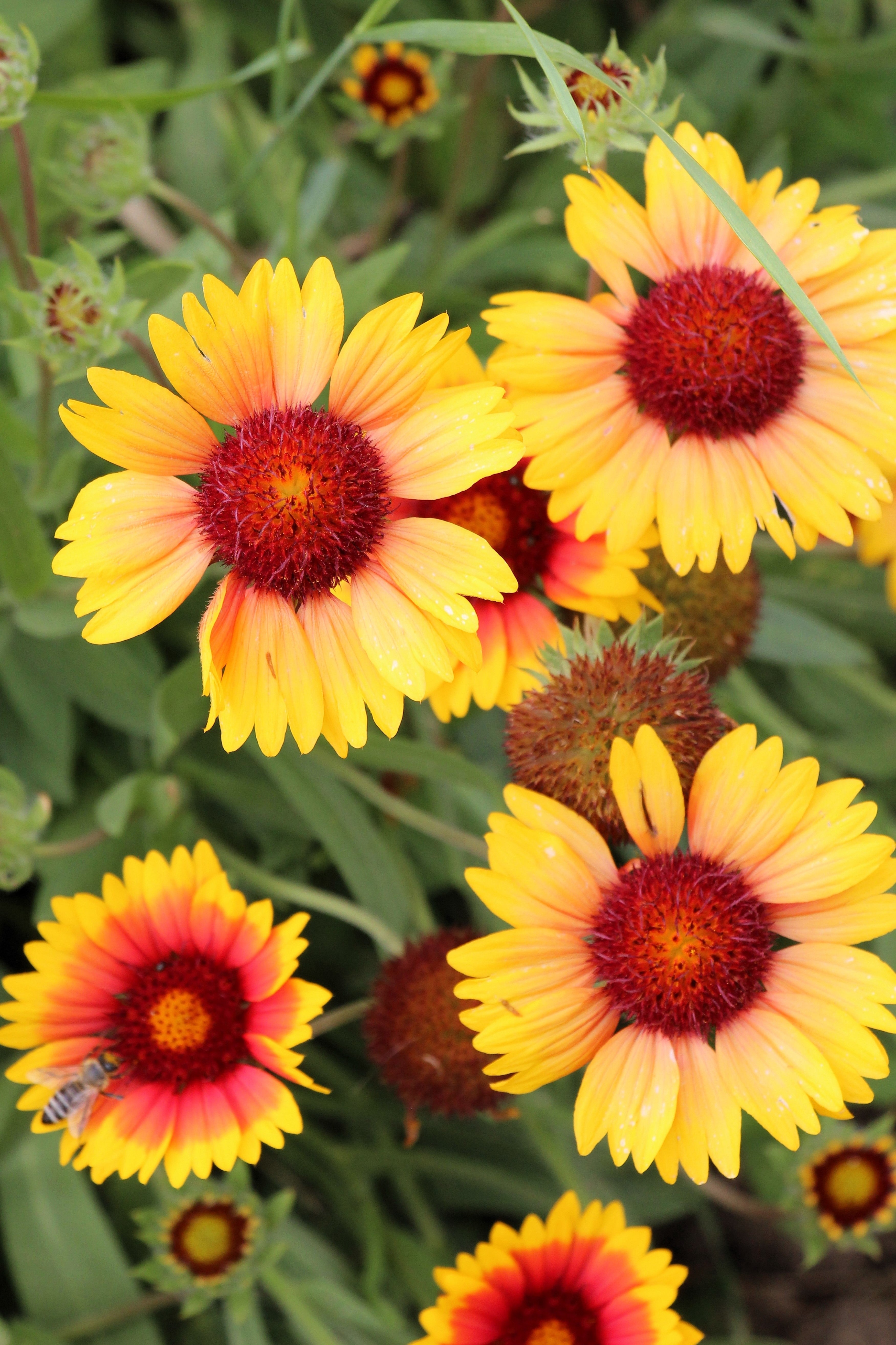 100 YELLOW GAILLARDIA (Blanket Flower / Indian Blanket) Gaillardia Aristata Flower Seeds