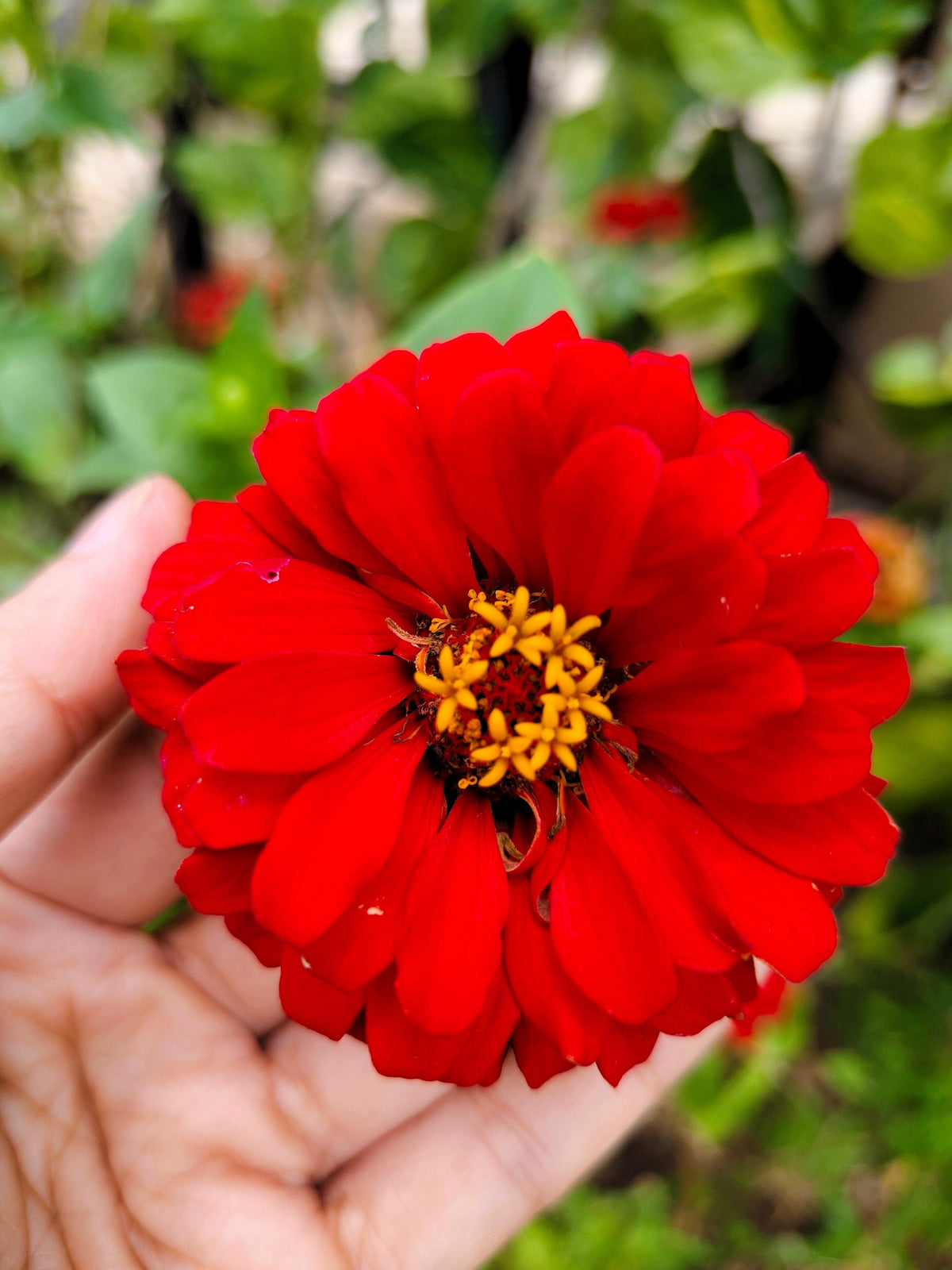 250 Red CHERRY QUEEN ZINNIA Elegans Flower Seeds