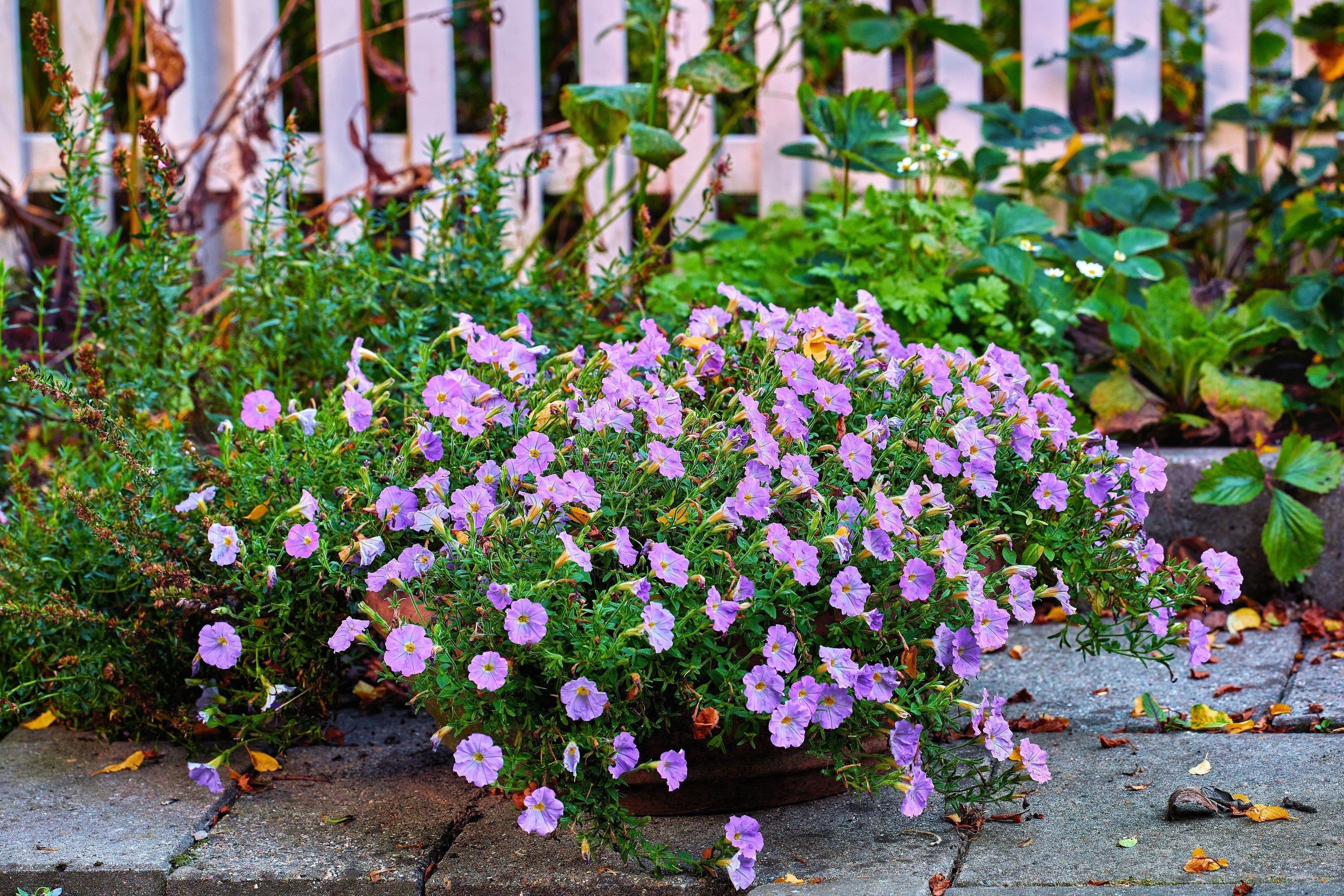 250 PURPLE Robe CUP FLOWER Nierembergia Hippomanica Caerulea Seeds