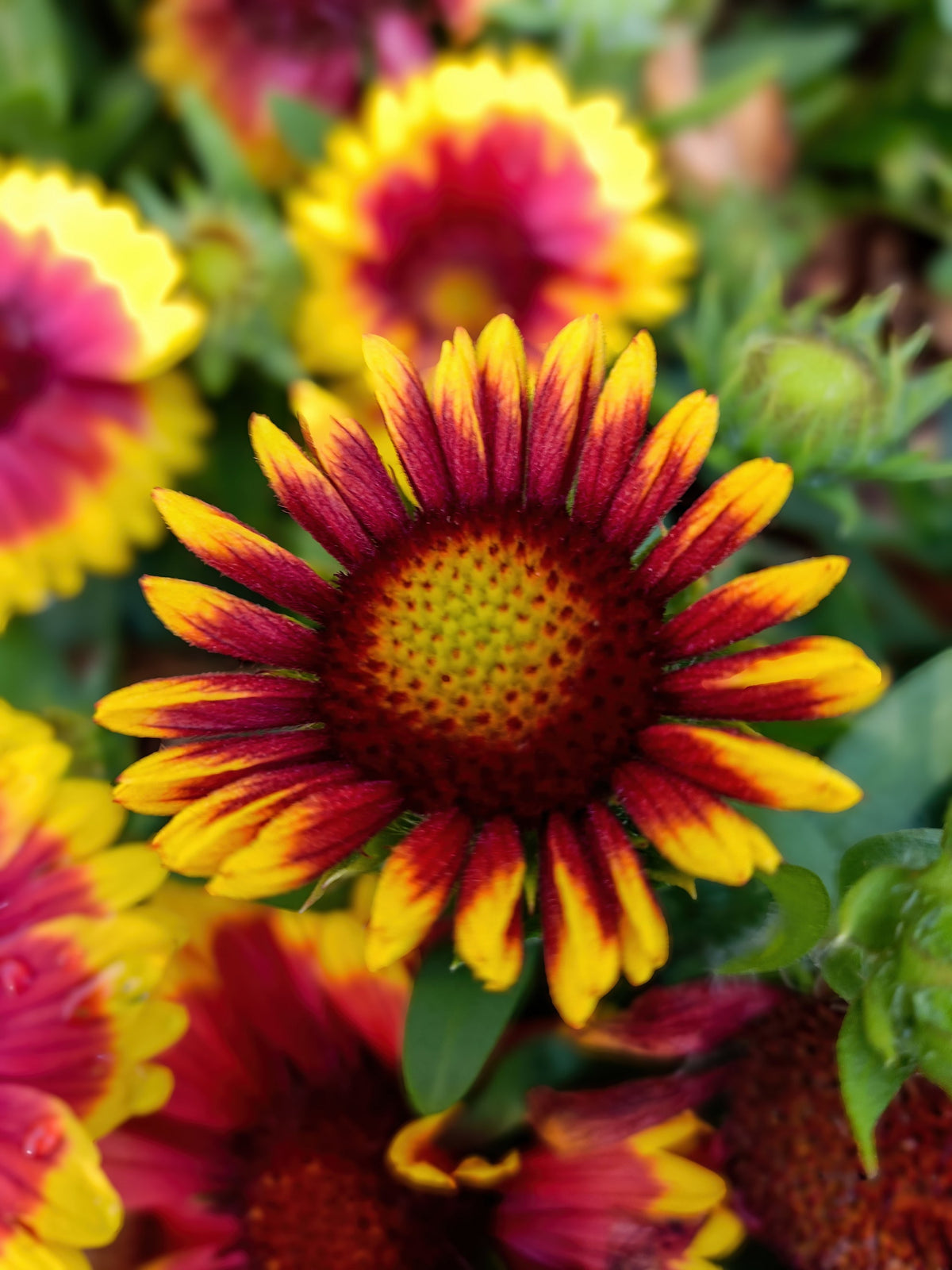 100 ARIZONA SUN GAILLARDIA Pulchella Indian Blanket Flower Seeds