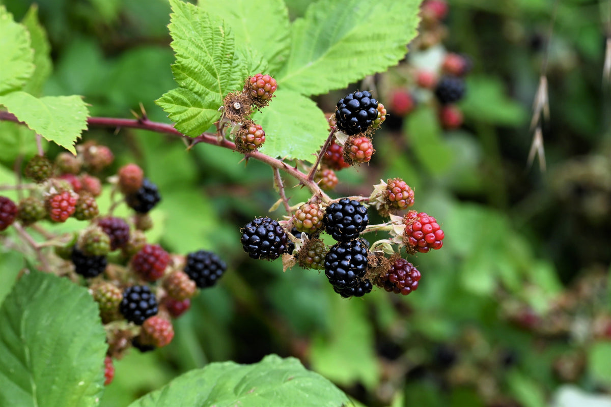 25 TRAILING BLACKBERRY Pacific Rubus Ursinus Vining Shrub Fruit Berry Seeds