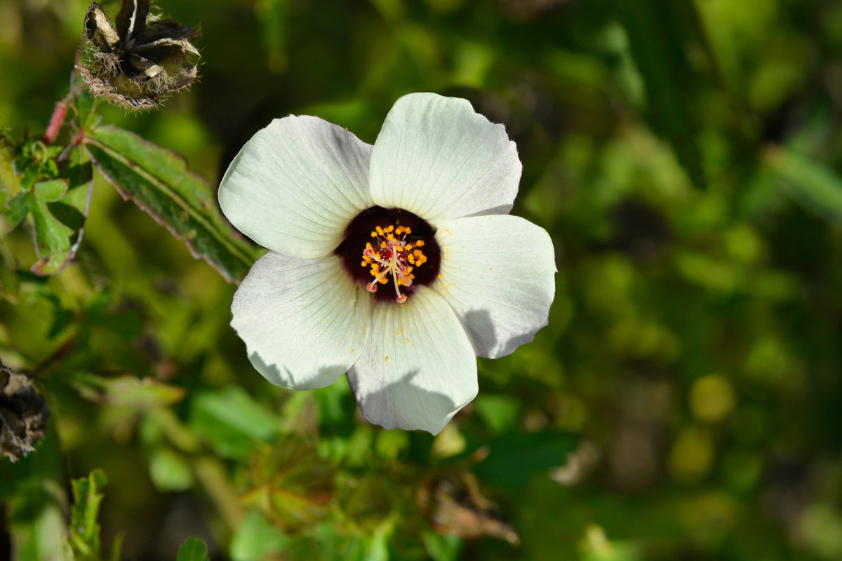 10 SIMPLY LOVE HIBISCUS (Flower of the Hour / Baldder Hibiscus) Hibiscus Trionum Flower Seeds