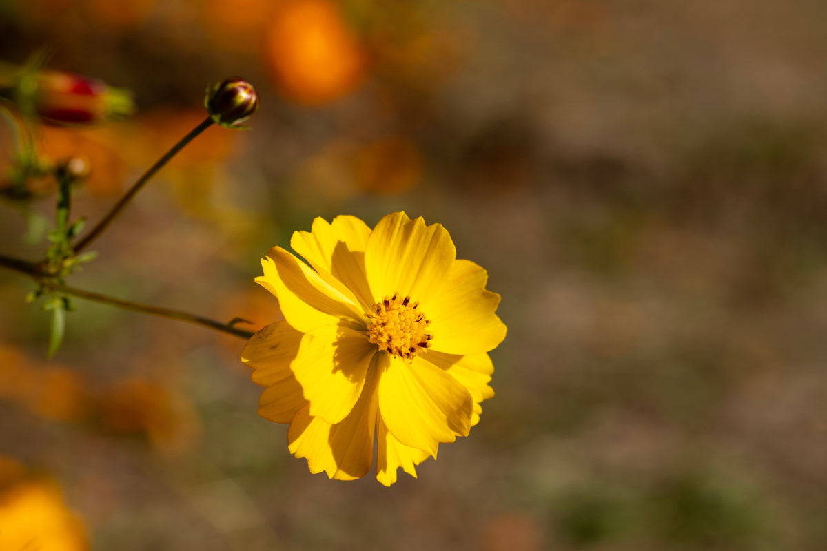 300 YELLOW SULPHUR COSMOS Bipinnatus Flower Seeds