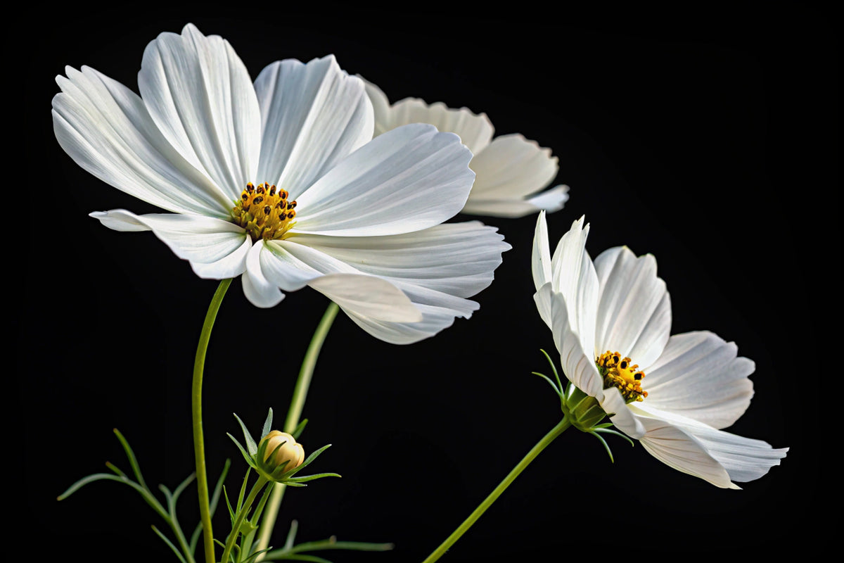 350 PURITY WHITE COSMOS Cosmos Bipinnatus Flower Seeds