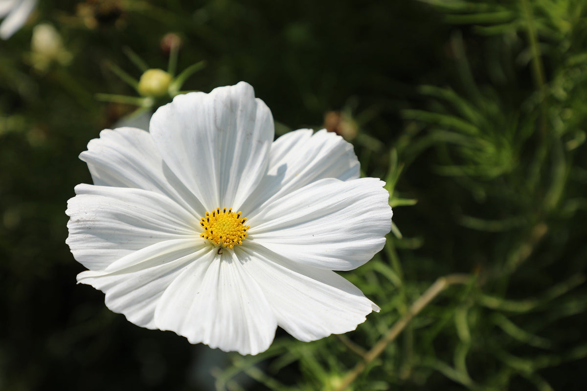 350 PURITY WHITE COSMOS Cosmos Bipinnatus Flower Seeds