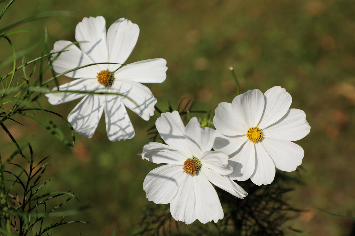 350 PURITY WHITE COSMOS Cosmos Bipinnatus Flower Seeds