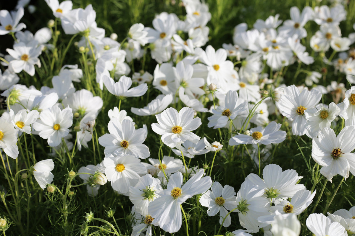 350 PURITY WHITE COSMOS Cosmos Bipinnatus Flower Seeds