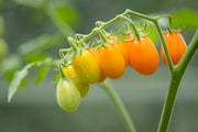 150 PLUM YELLOW TOMATO Lycopersicon Heirloom Indeterminate Fruit Vegetable Seeds