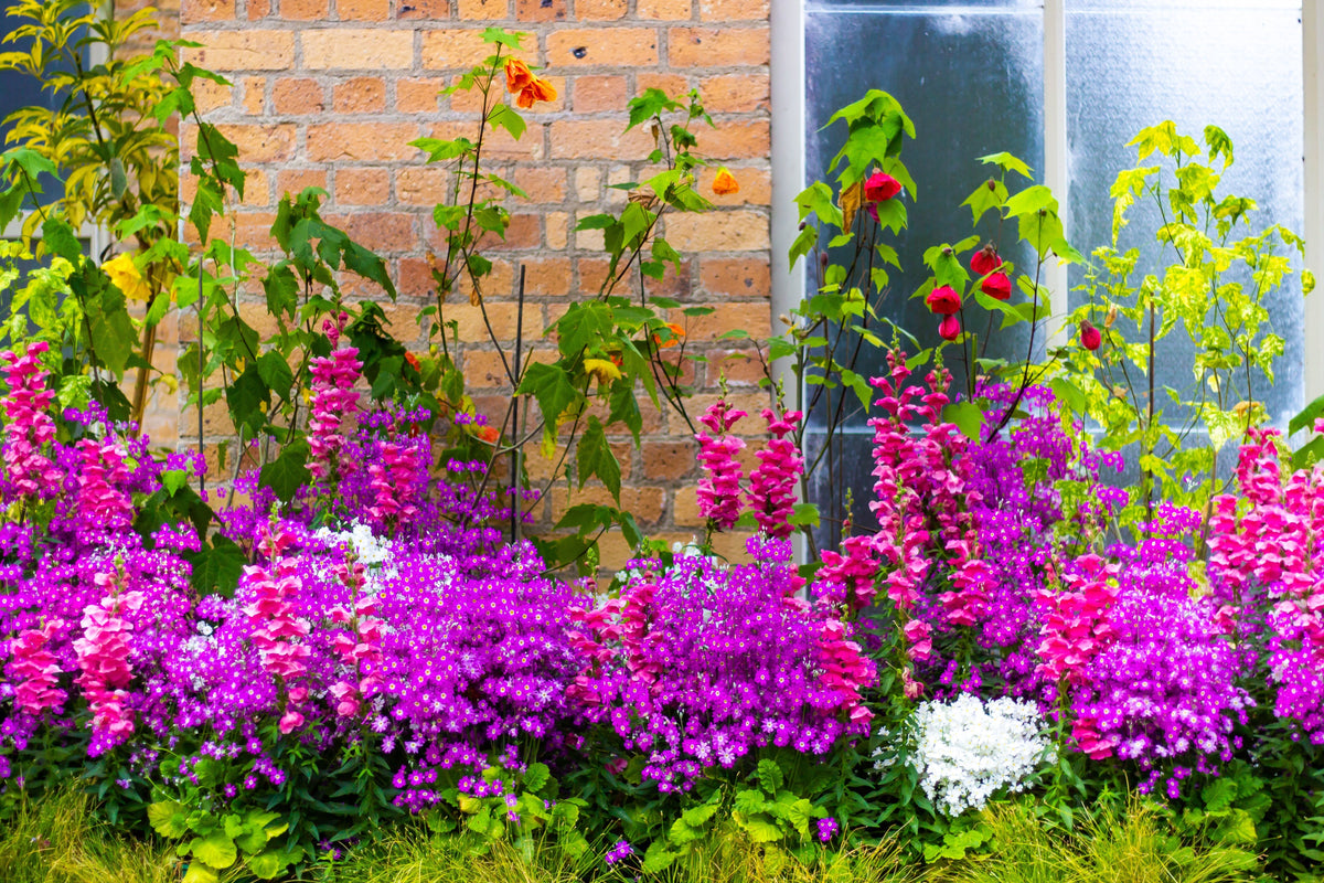 200 Mixed Colors BUTTERFLY ORCHID (Poor Mans Orchid / Angel Wings) Schizanthus Wisetonensis Flower Seeds