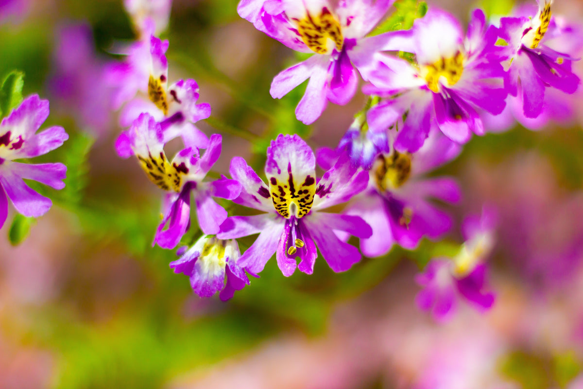 200 Mixed Colors BUTTERFLY ORCHID (Poor Mans Orchid / Angel Wings) Schizanthus Wisetonensis Flower Seeds