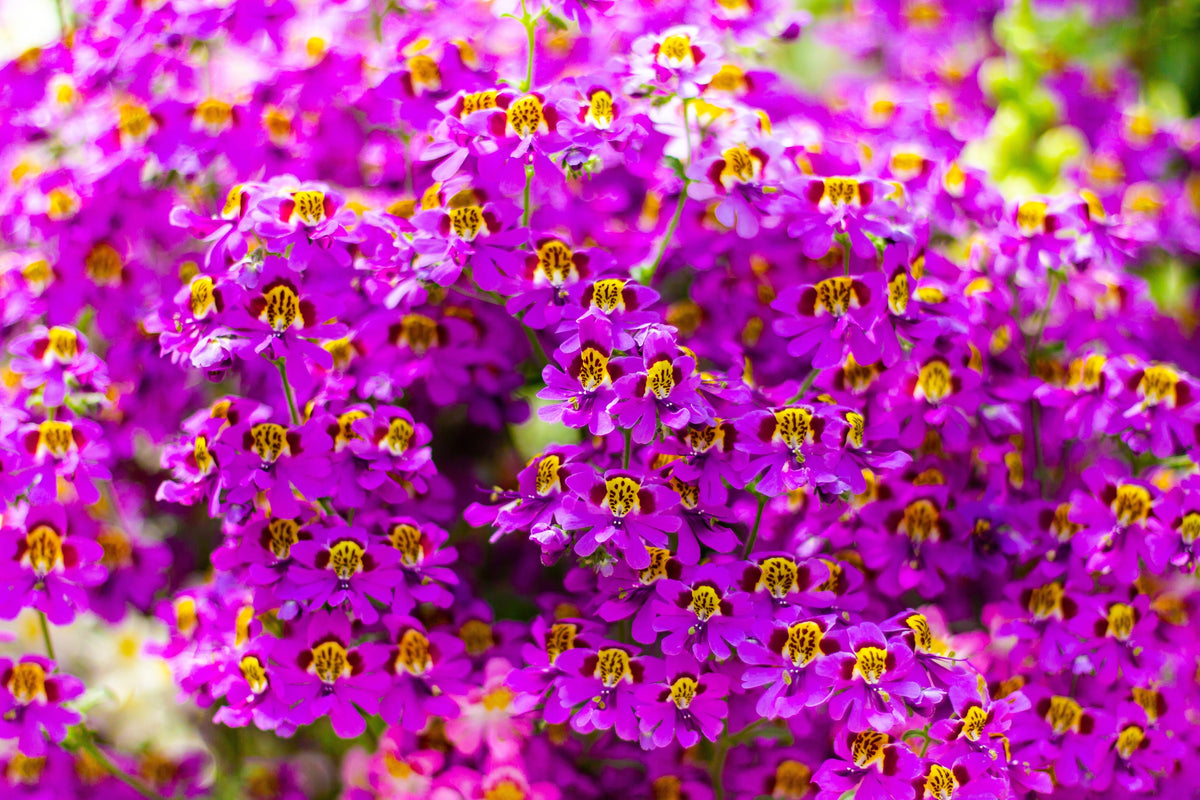200 Mixed Colors BUTTERFLY ORCHID (Poor Mans Orchid / Angel Wings) Schizanthus Wisetonensis Flower Seeds