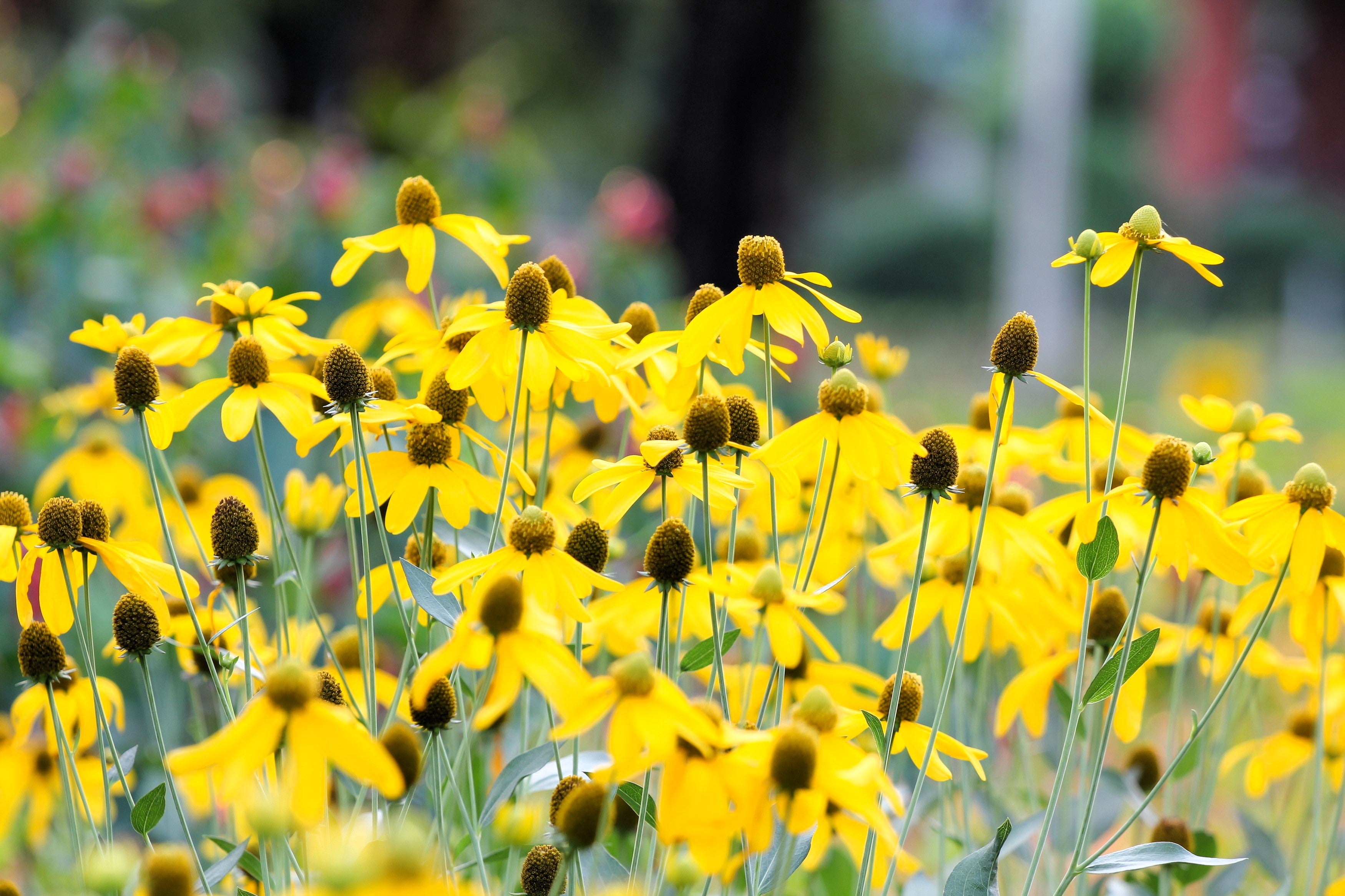 100 YELLOW CONEFLOWER Ratibida Pinnata Flower Seeds