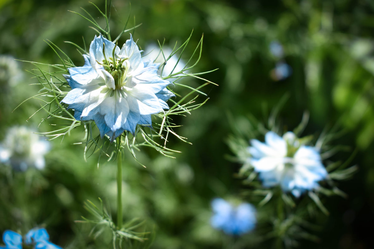 400 Blue & White LOVE IN A MIST Nigella Damascena Fennel Flower Seeds
