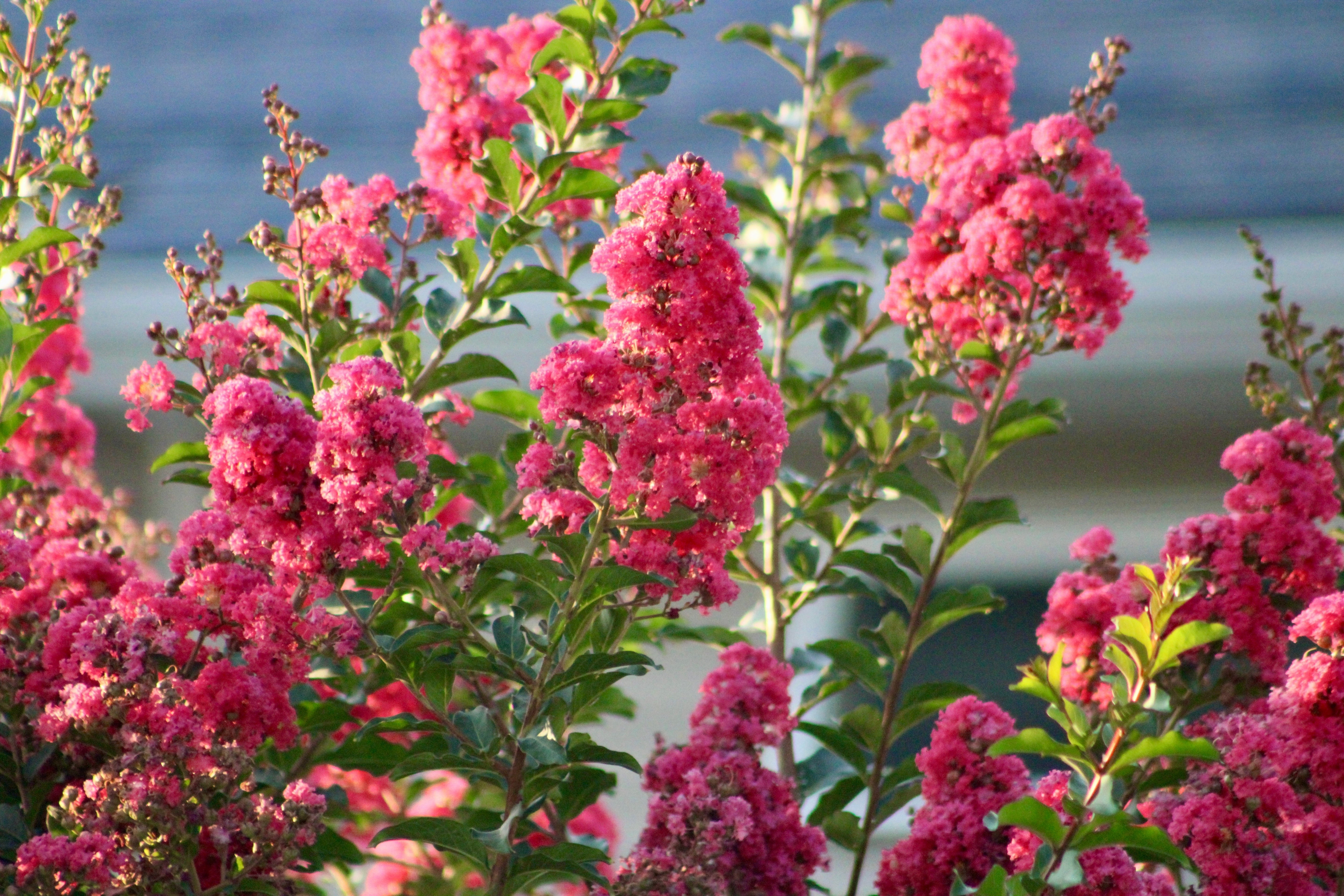 35 Dark PINK CREPE MYRTLE Lagerstroemia Indica Flowering Shrub Bush Small Tree Seeds