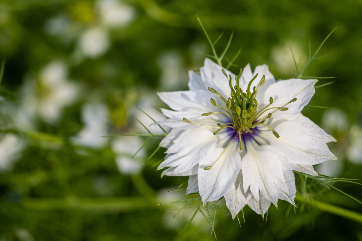 500 White LOVE IN A MIST ( Fennel Flower ) Nigella Damascena Flower Seeds