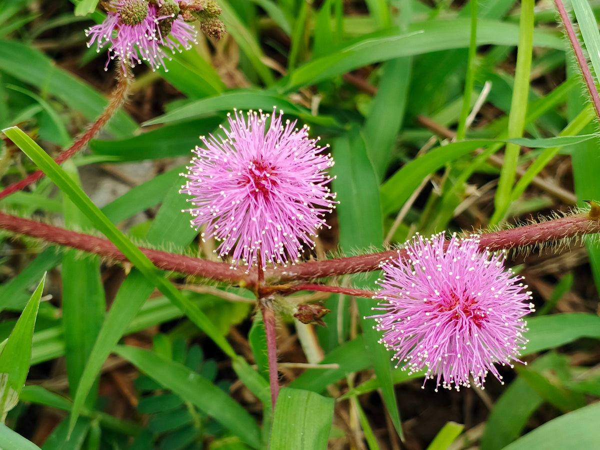 100 MIMOSA Pudica / SENSITIVE PLANT / Touch Me Not Flower Seeds