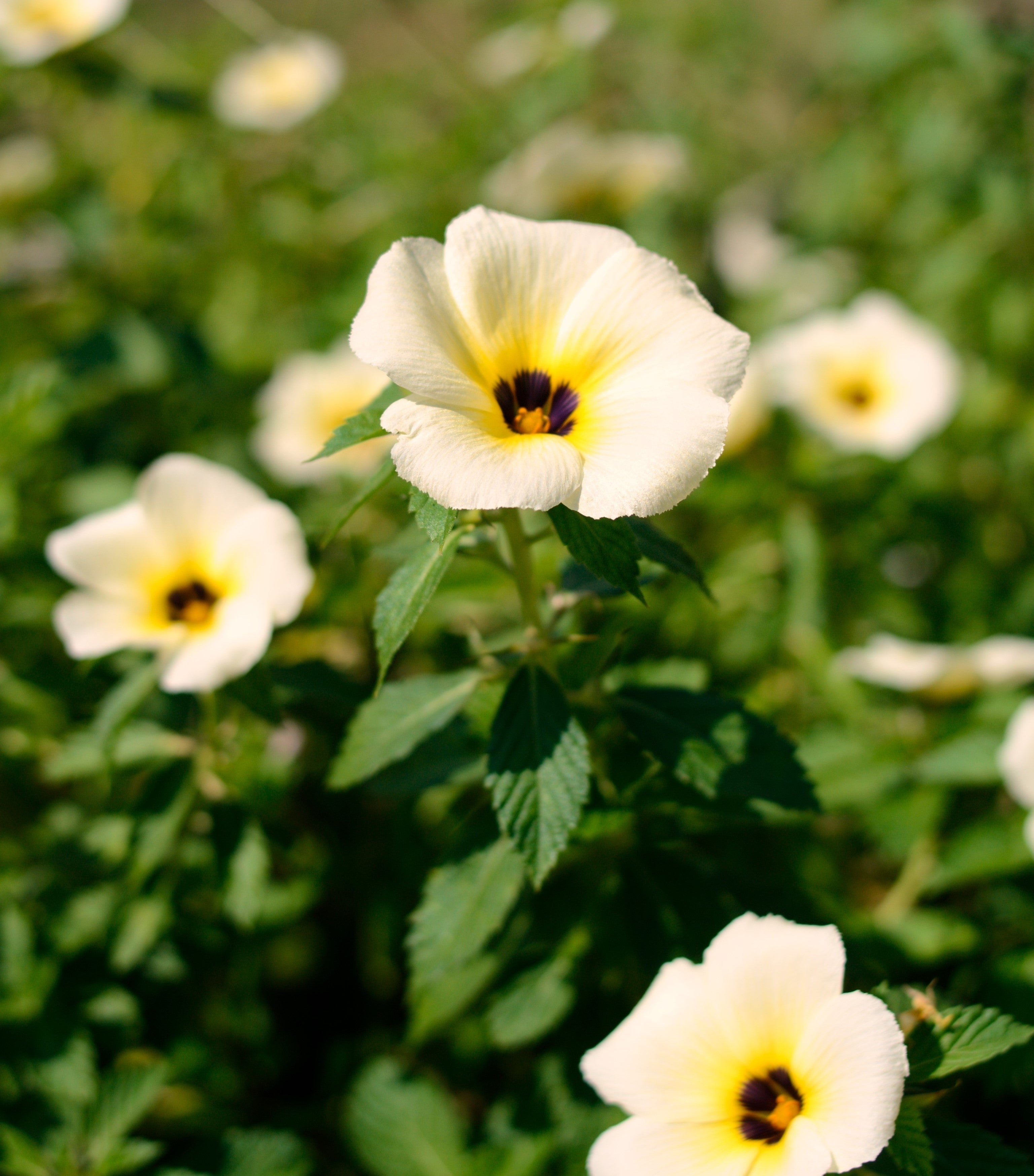 10 SIMPLY LOVE HIBISCUS (Flower of the Hour / Baldder Hibiscus) Hibiscus Trionum Flower Seeds