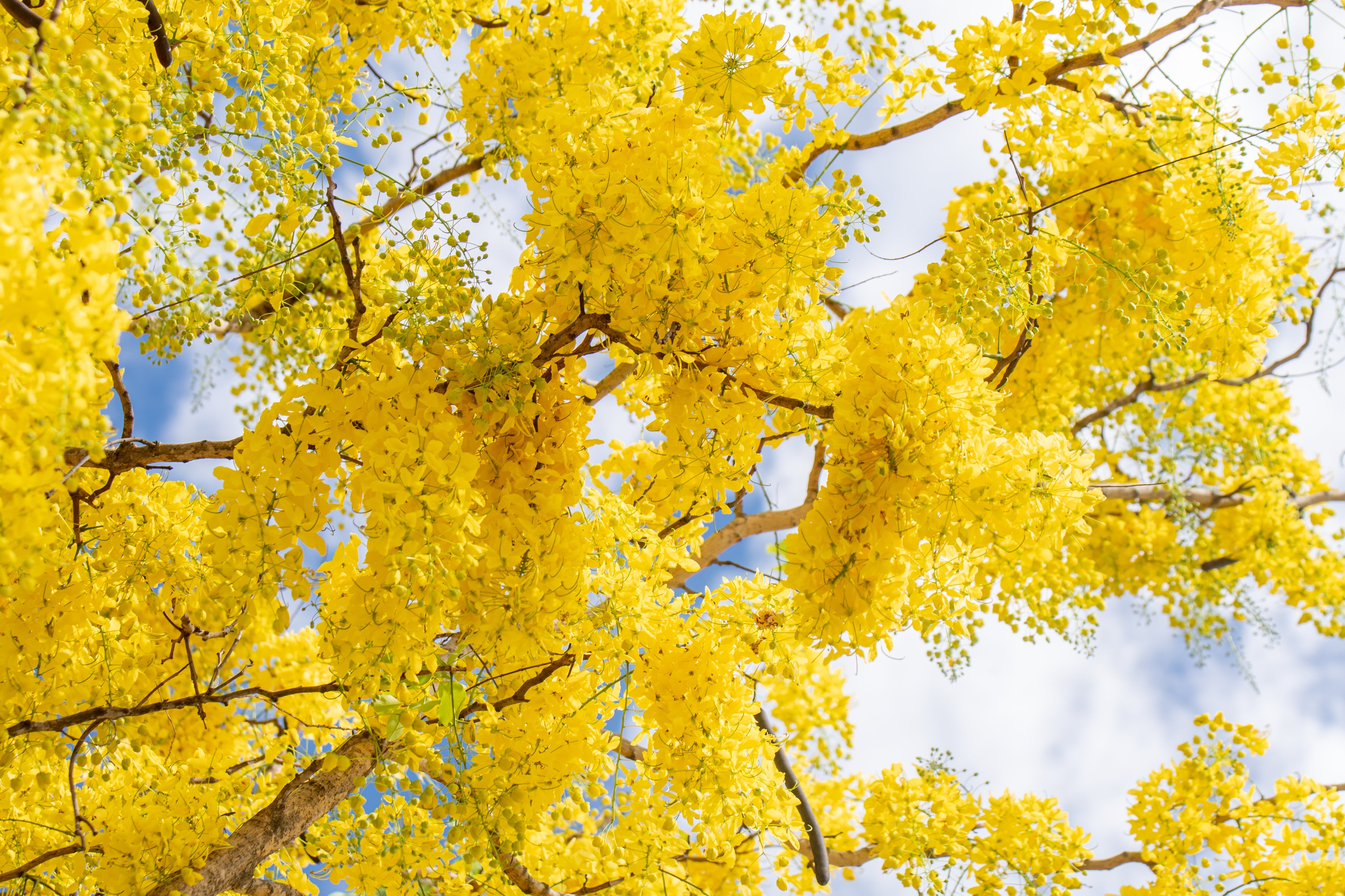 15 GOLDEN SHOWER TREE Gold Rush Yellow Cassia Fistula Flower Seeds