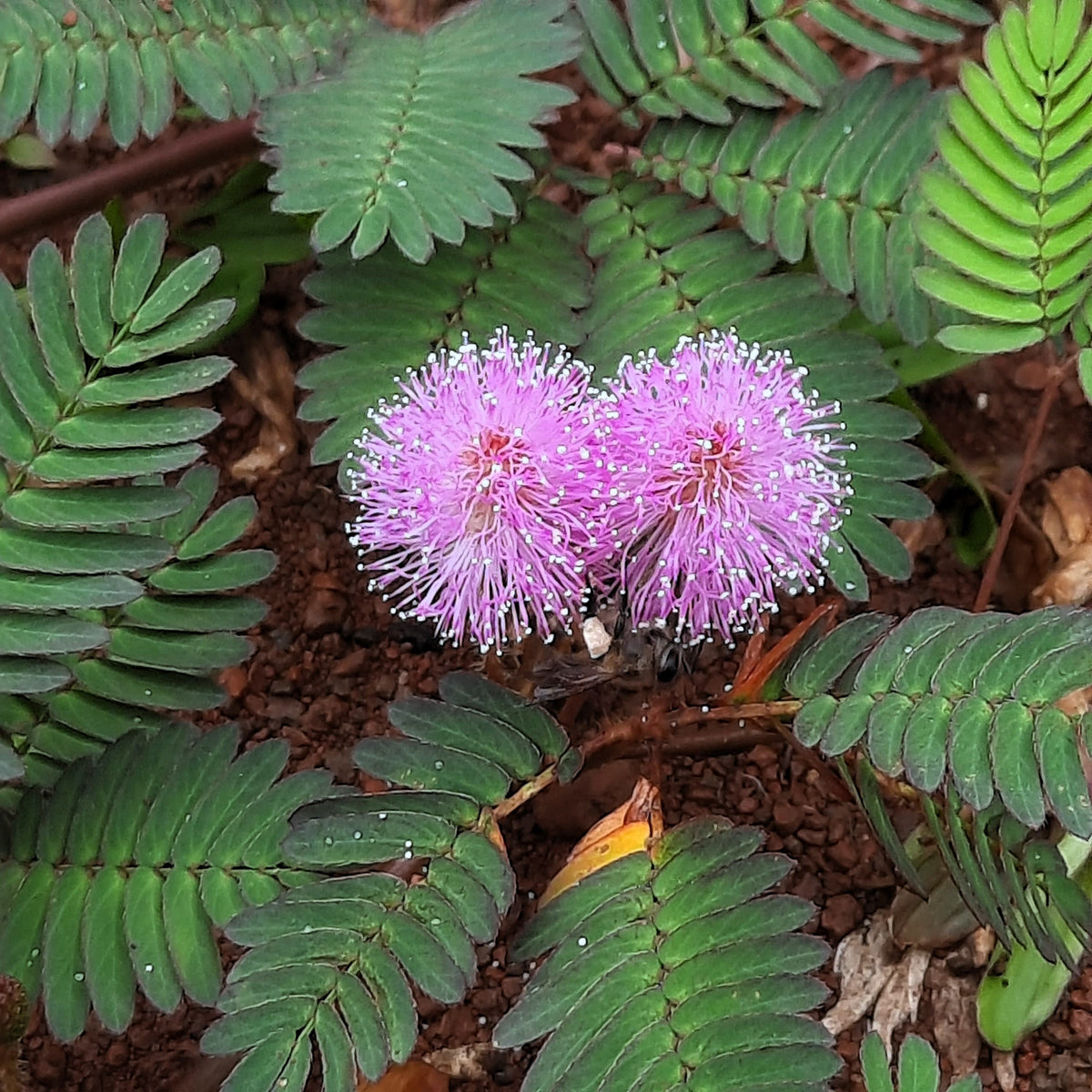100 MIMOSA Pudica / SENSITIVE PLANT / Touch Me Not Flower Seeds