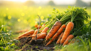 1500 IMPERATOR 58 CARROT Daucus Carota Seeds