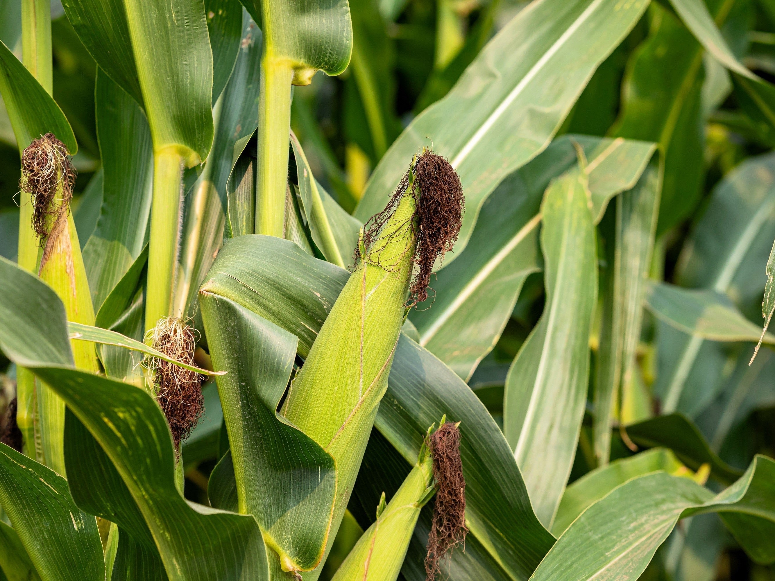 60 YELLOW CORN ' Early Xtra Sweet ' Zea Mays Vegetable Seeds
