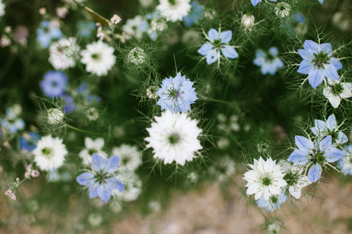 400 Blue & White LOVE IN A MIST Nigella Damascena Fennel Flower Seeds