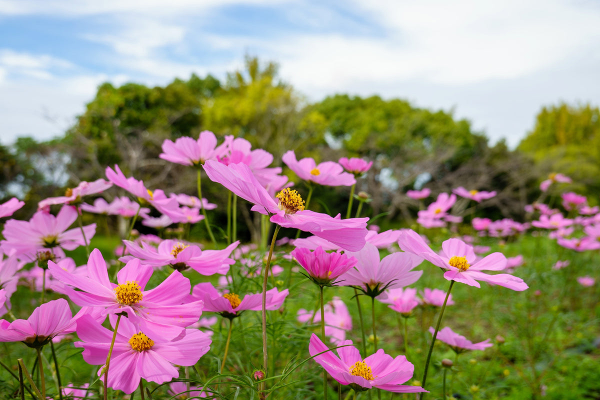 200 TALL PINK COSMOS Bipinnatus Flower Seeds