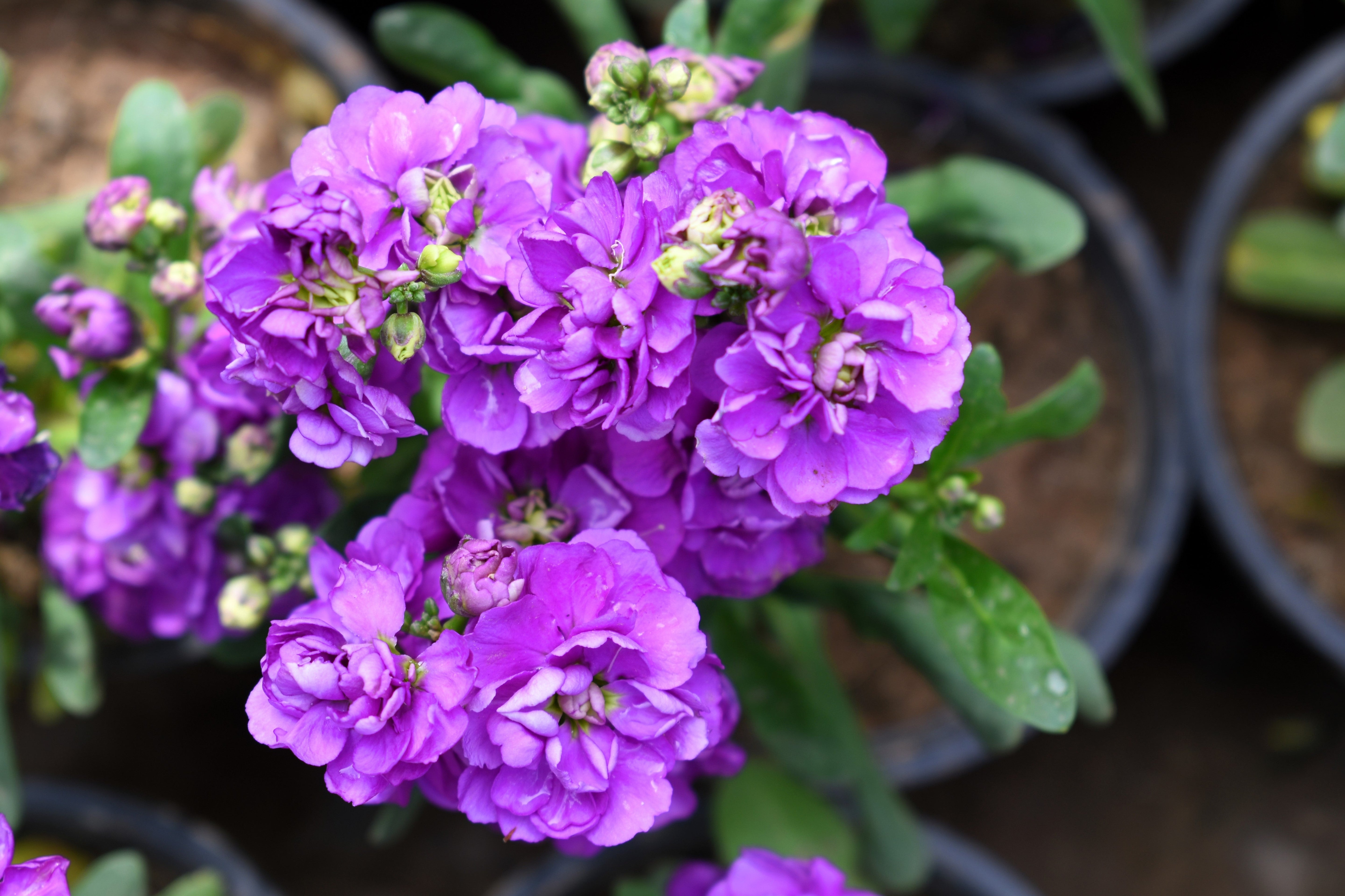 50 BLUE STOCK Matthiola Incana Ten-Week Gillyflower Seeds