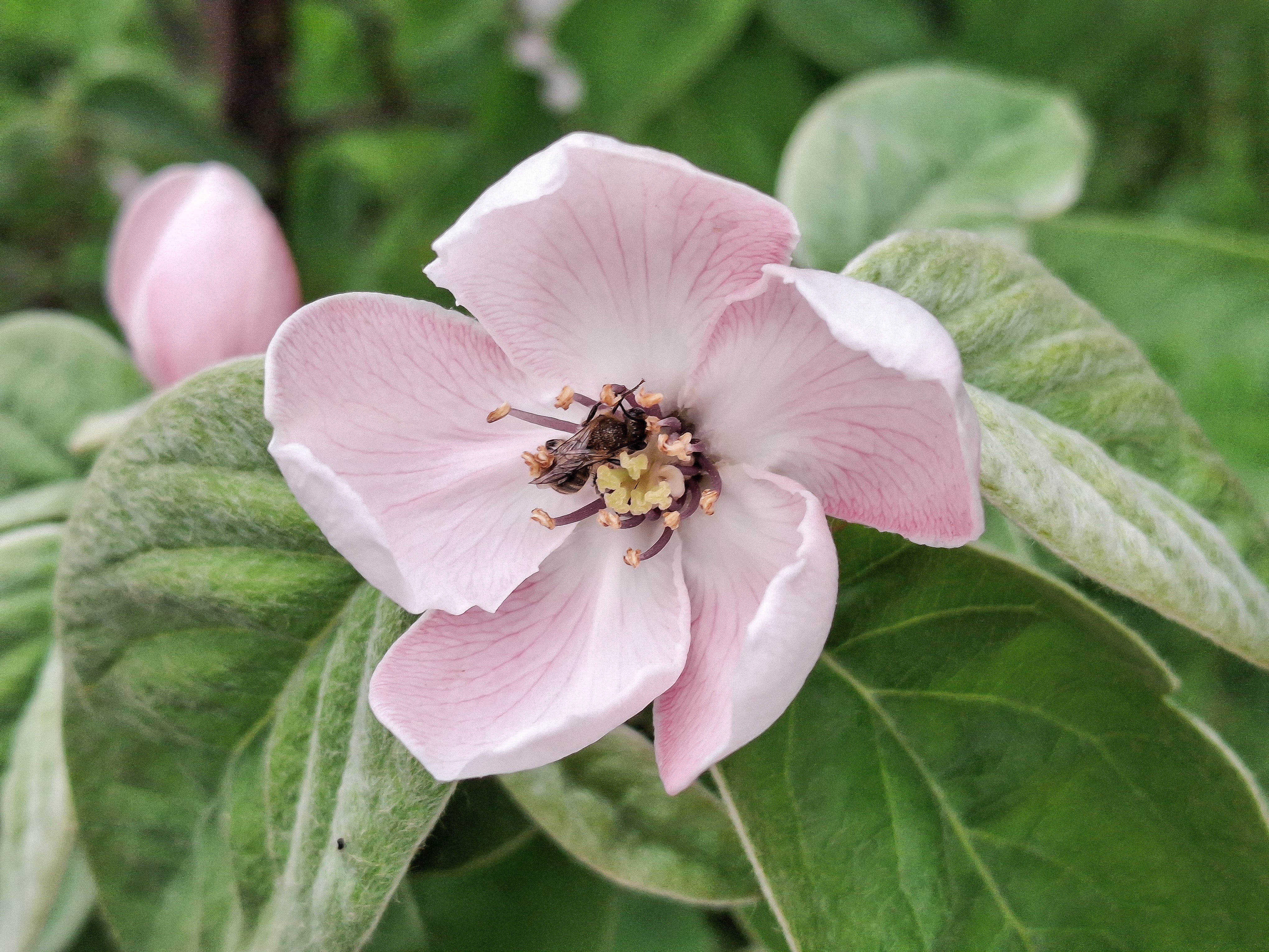 20 COMMON CULINARY QUINCE Fruit Tree Cydonia Oblonga Flowering Shrub Seeds