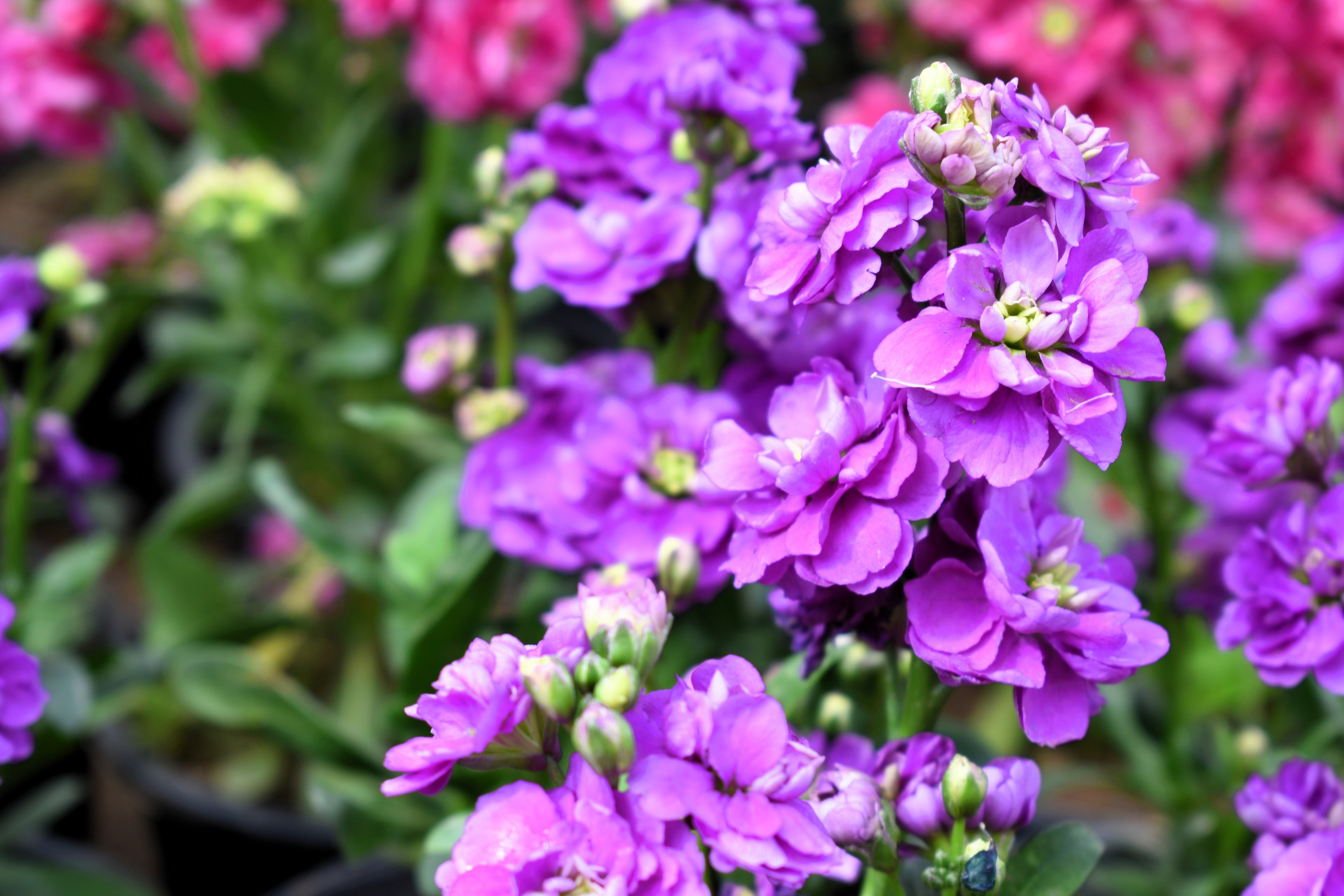 50 BLUE STOCK Matthiola Incana Ten-Week Gillyflower Seeds