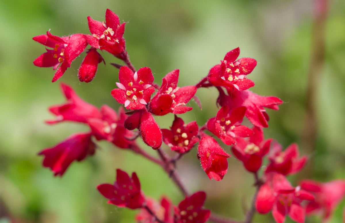 100 HEUCHERA FIREFLY Coral Bells Heuchera Sanguinea Red Flower Shade Seeds