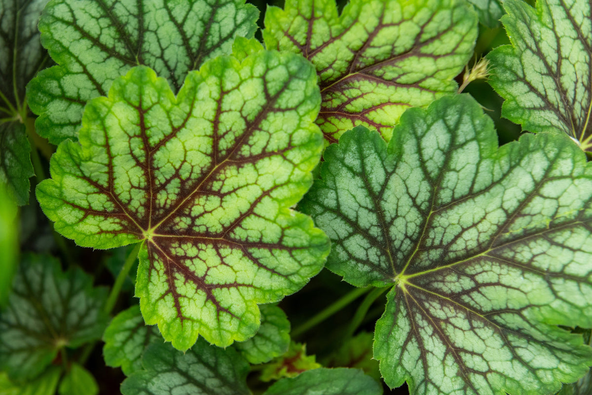 50 HEUCHERA Americana CORAL BELLS Dale's Strain American Alumroot Flower Seeds