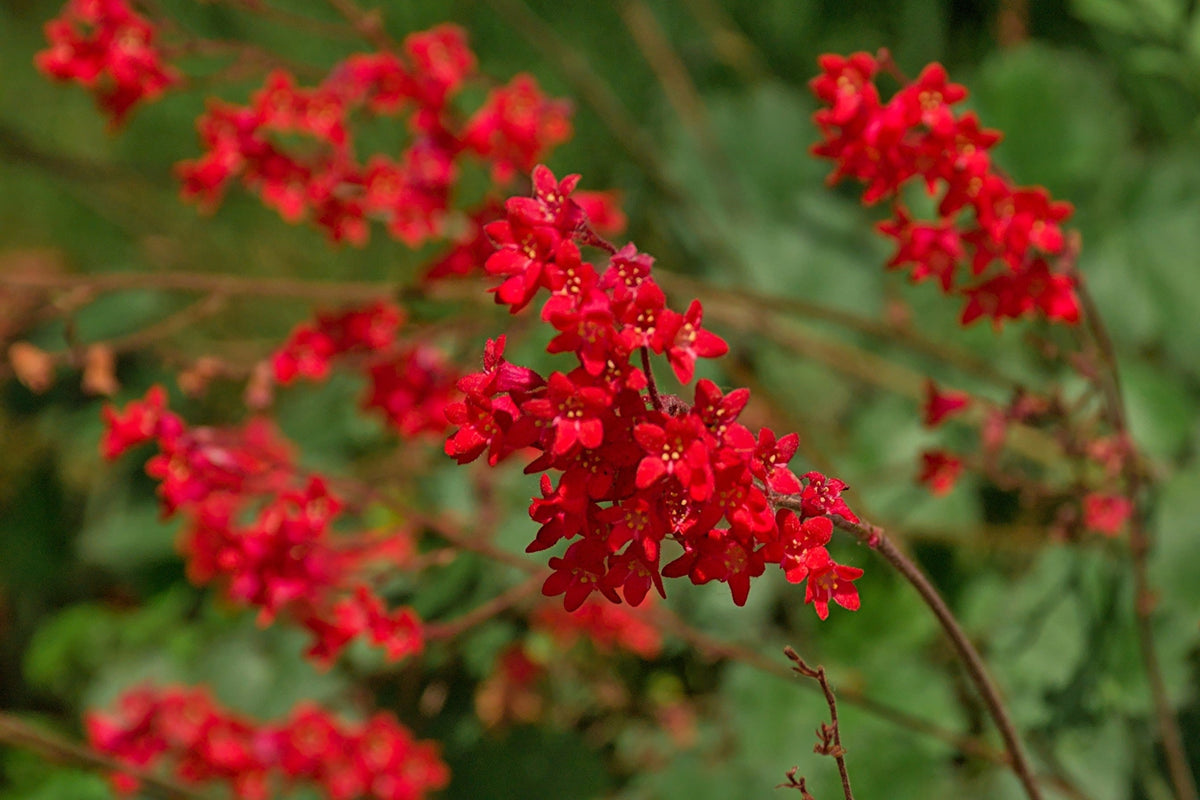 100 HEUCHERA FIREFLY Coral Bells Heuchera Sanguinea Red Flower Shade Seeds