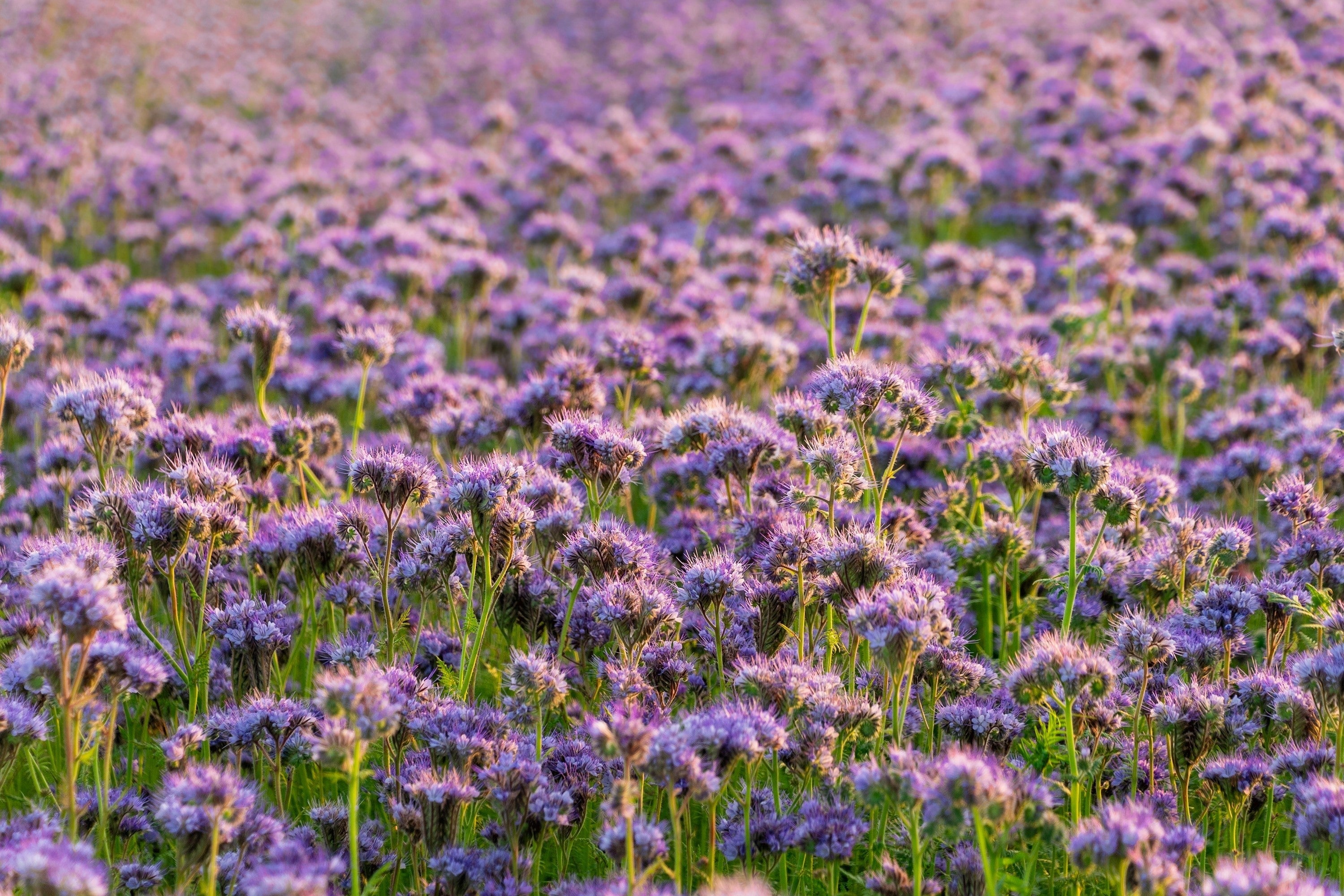 300 PURPLE TANSY Lacy Fiddleneck Phacelia Tanacetifolia Flower Seeds