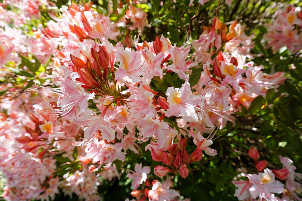 20 WESTERN AZALEA Pink White Yellow Shrub Flower Rhododendron Occidentale Seeds