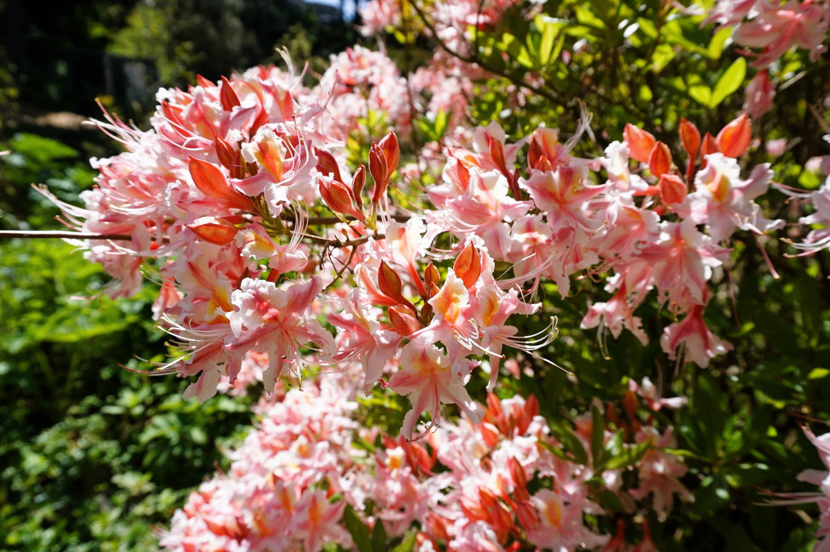 20 WESTERN AZALEA Pink White Yellow Shrub Flower Rhododendron Occidentale Seeds