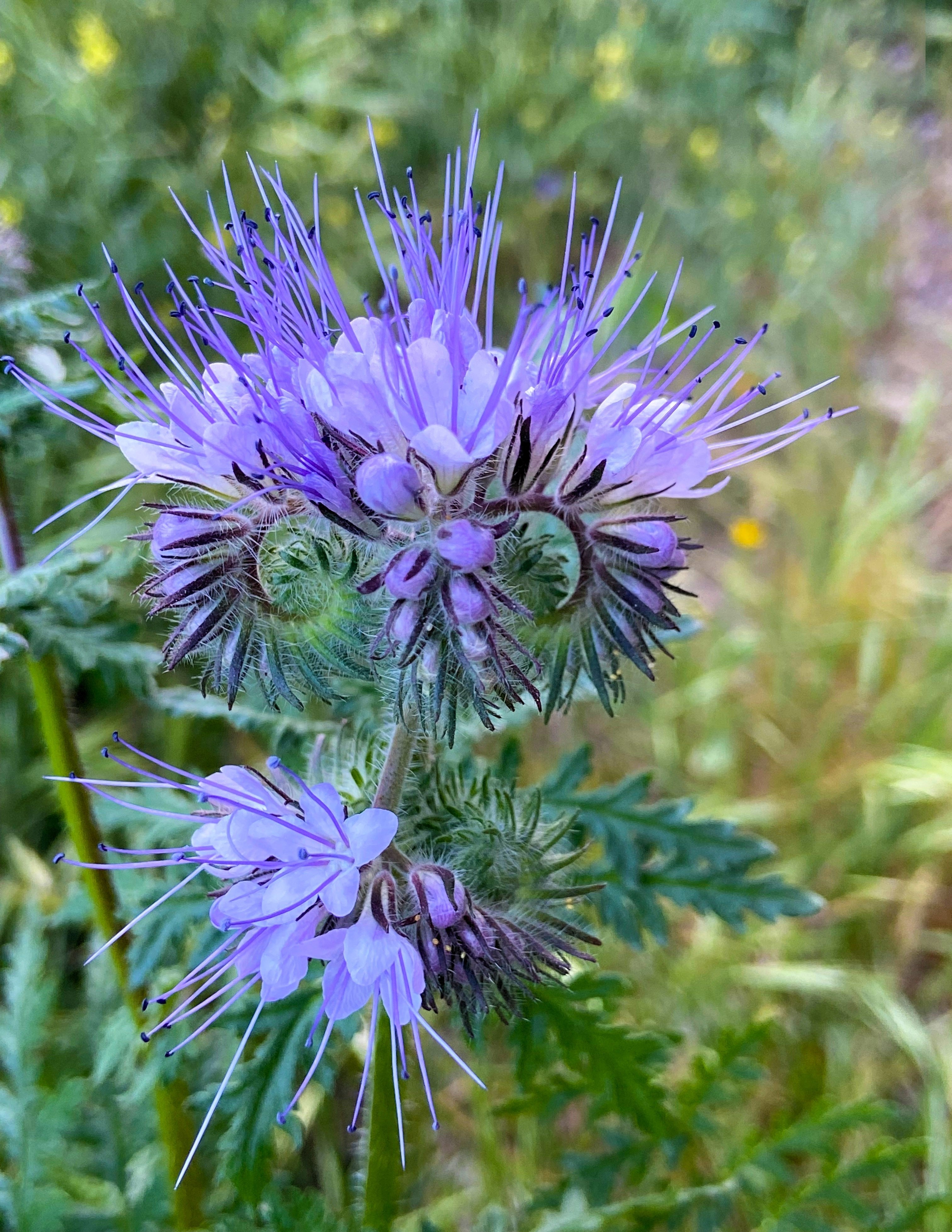 300 PURPLE TANSY Lacy Fiddleneck Phacelia Tanacetifolia Flower Seeds