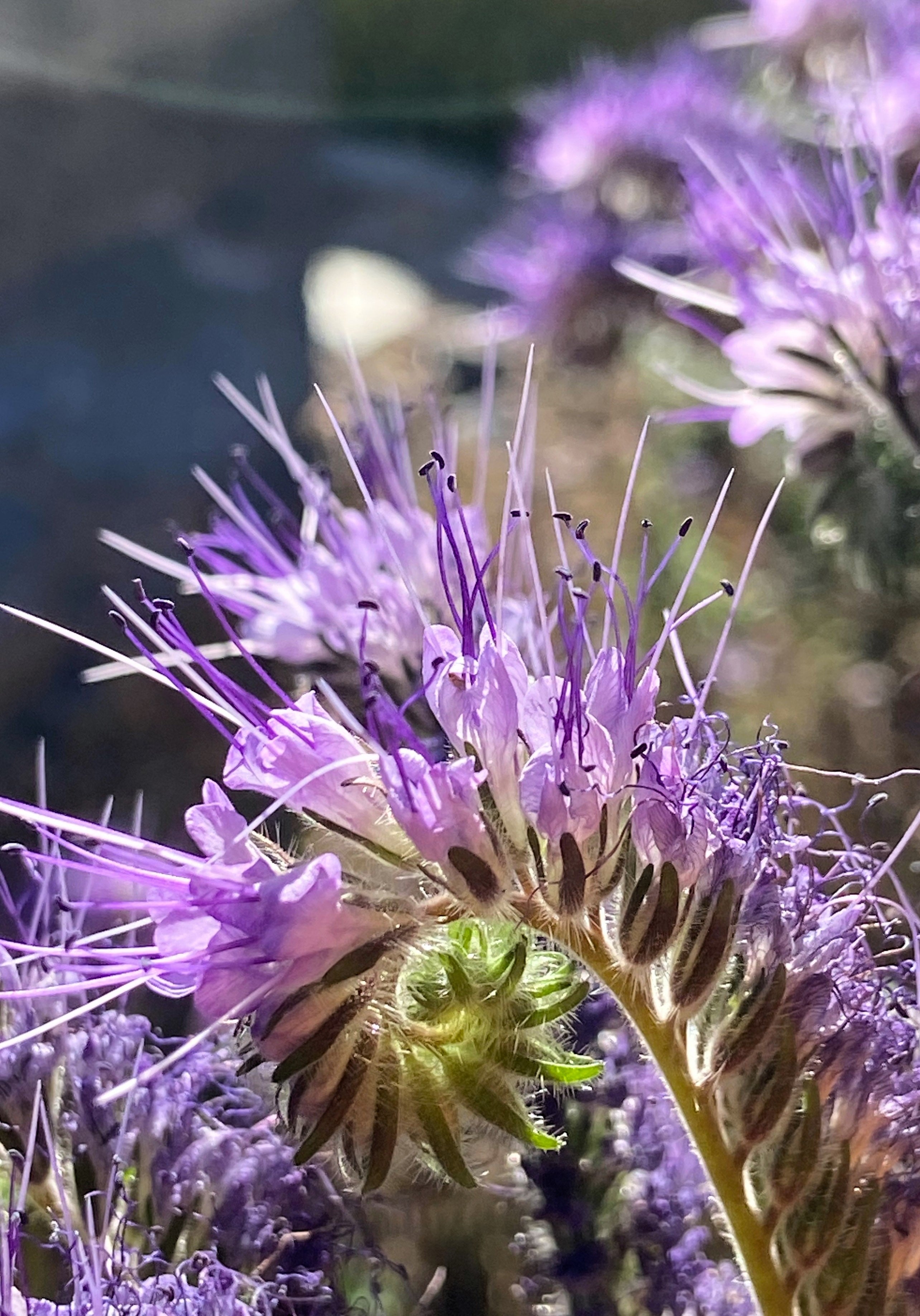 300 PURPLE TANSY Lacy Fiddleneck Phacelia Tanacetifolia Flower Seeds