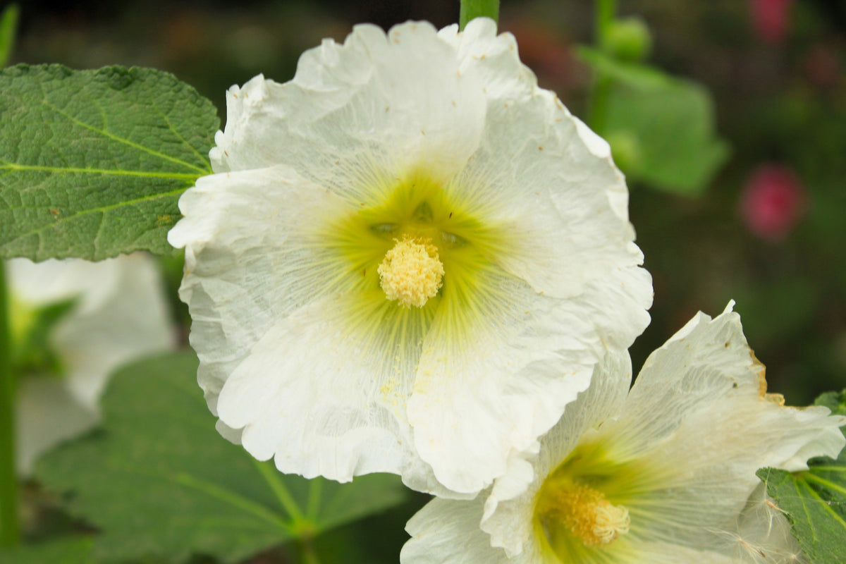25 WHITE HOLLYHOCK Alcea Rosea Flower Seeds Perennial