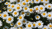 1000 DWARF White SHASTA DAISY Chrysanthemum Maximum Flower Seeds